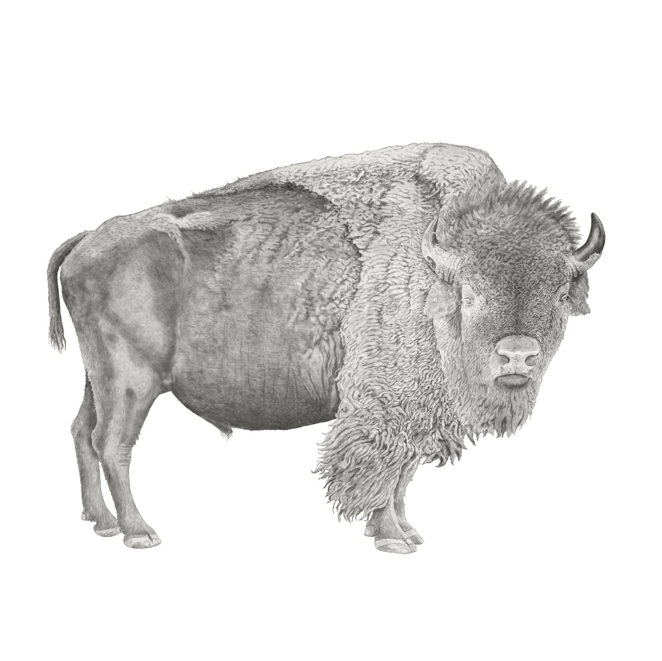 Guardian of the Plains-Websitesquare.jpg