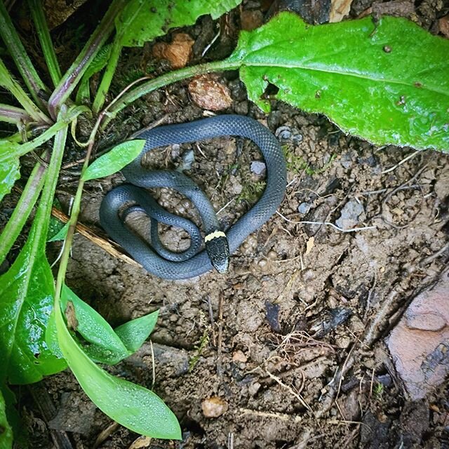 Today we spotted a beautiful little Ring Neck snake, Diadophis punctatus. Ring Necks are a harmless species of colubrid snake. They are secretive, non-aggressive &amp; nocturnal. #snakesarebeautiful #reptiles #snakes #ringneck #ringnecksnake 🐍 💚✌️