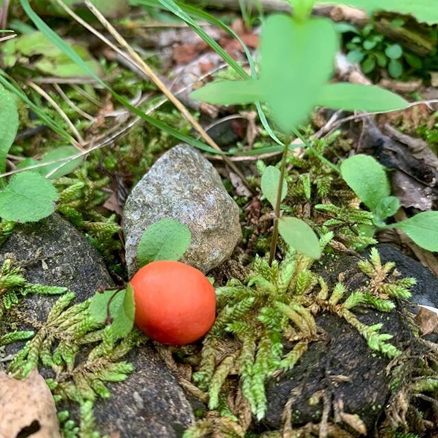 The mushrooms are loving all this rain 🌧 like this dime-sized orange Waxcap 🍄