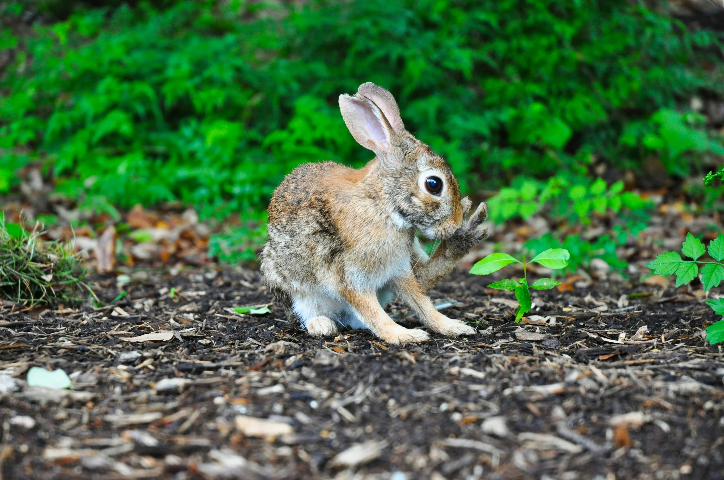 rabbit-dave-solce-PhOAIvz3fBA-unsplash.jpg