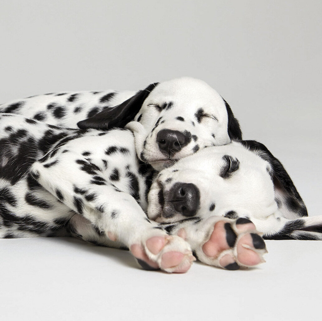 140809-Dalmatians-0779c-11x14-square.jpg