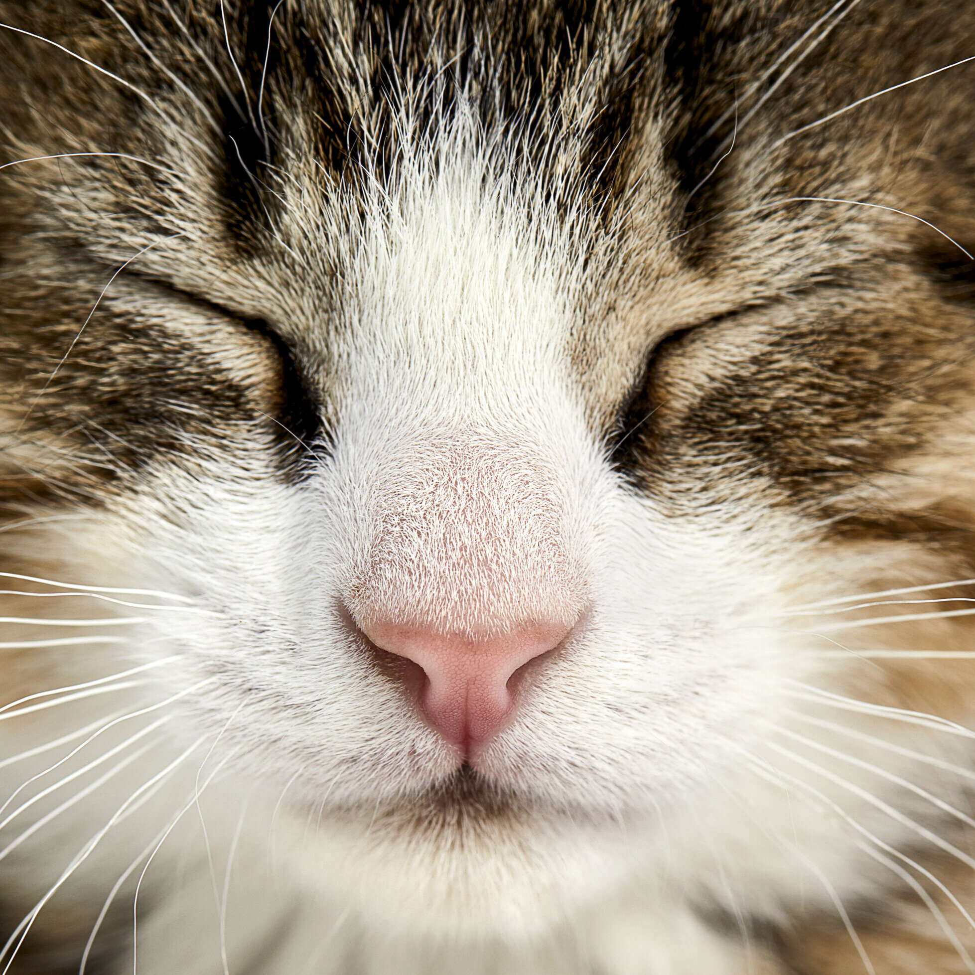 170428-Kittens-0920-Square.jpg