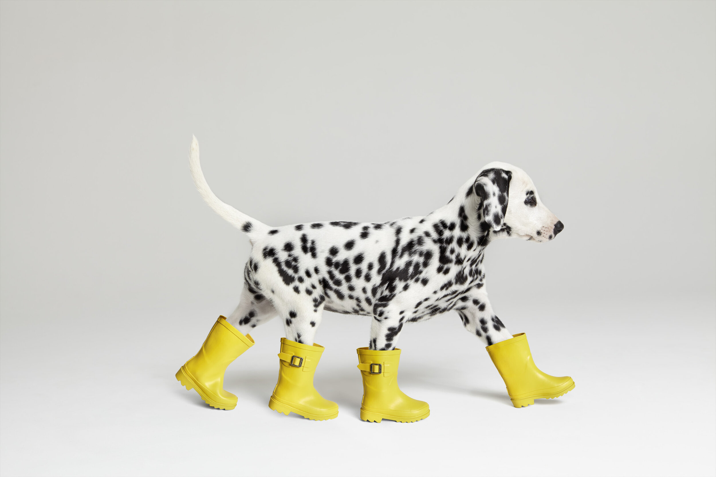 Dalmatian In Yellow Boots