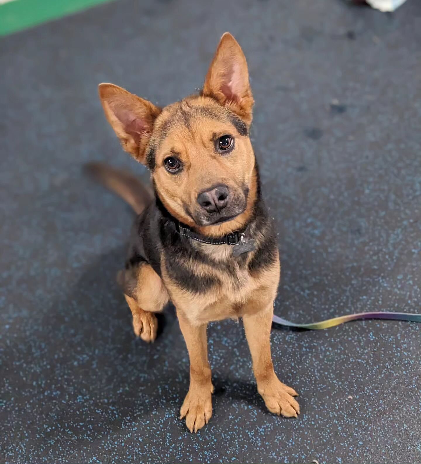 Rallo as is cute as a button, as smart as a whip, and as friendly as a social butterfly.  He's a little energizer bunny and brings so much joy to anyone he meets, human or dog, and has SO much love to give.  He weighs in at about 40lbs at 3 years old