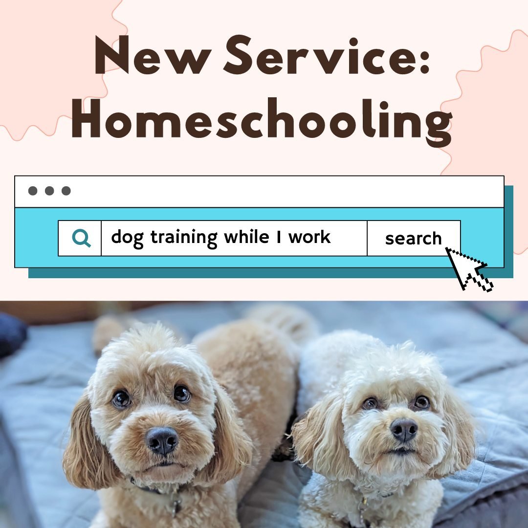 We are super excited to announce our newest service!! HOMESCHOOLING! 🏡📚📝 
*Homeschooling packages will begin in May - but inquire and/or get your pup set up before!*

📍 Homeschooling packages are available within 10 miles of downtown Middleton.  