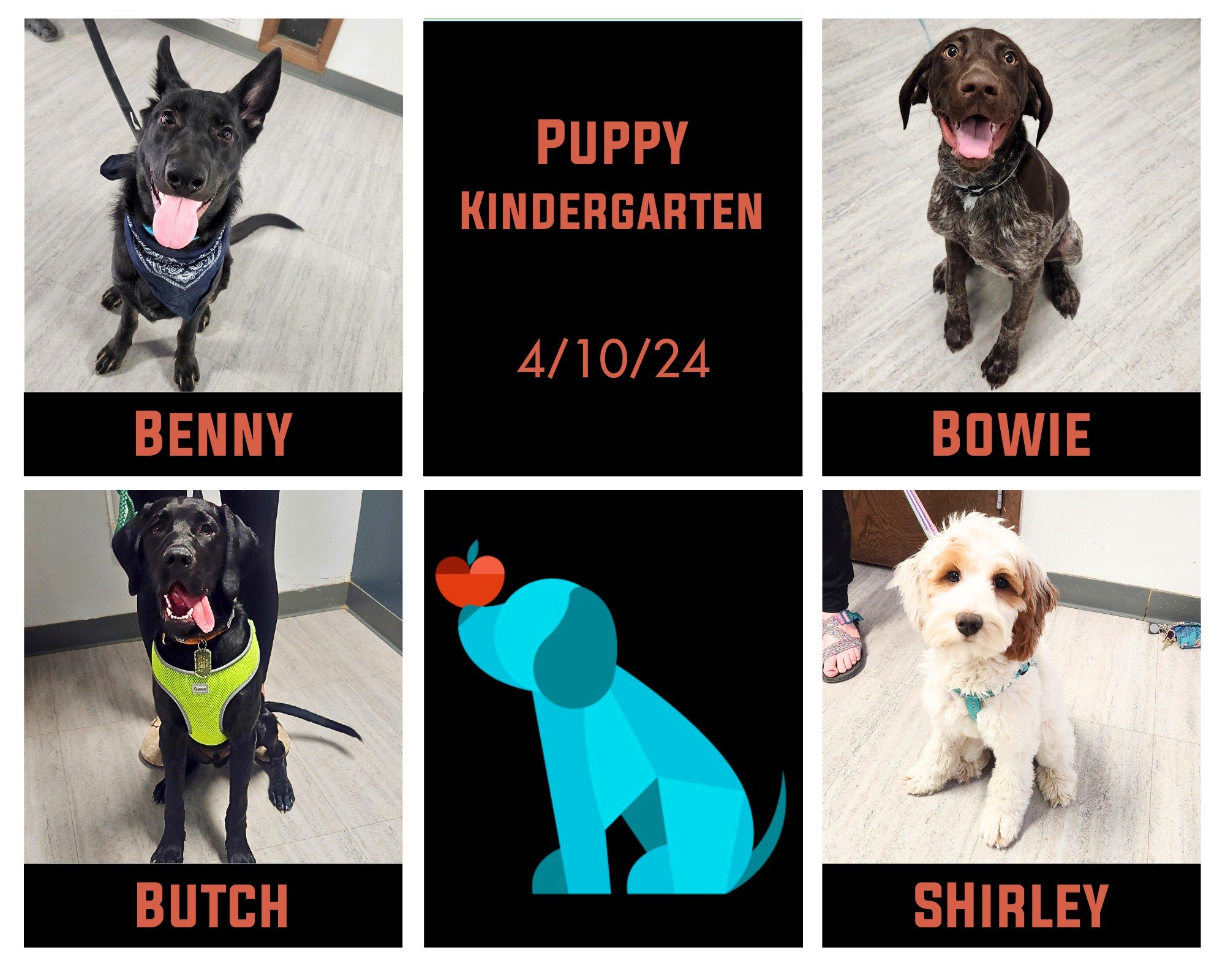 Puppy graduate alert! Benny, Bowie, Butch, Shirley, &amp; Voo (who homeschooled for grad week) finished their Puppy Kindergarten this week! These pups honed their play skills, manners, and grew so much. Congrats, grads!
.
.
.
.
 #ScienceBasedTraining