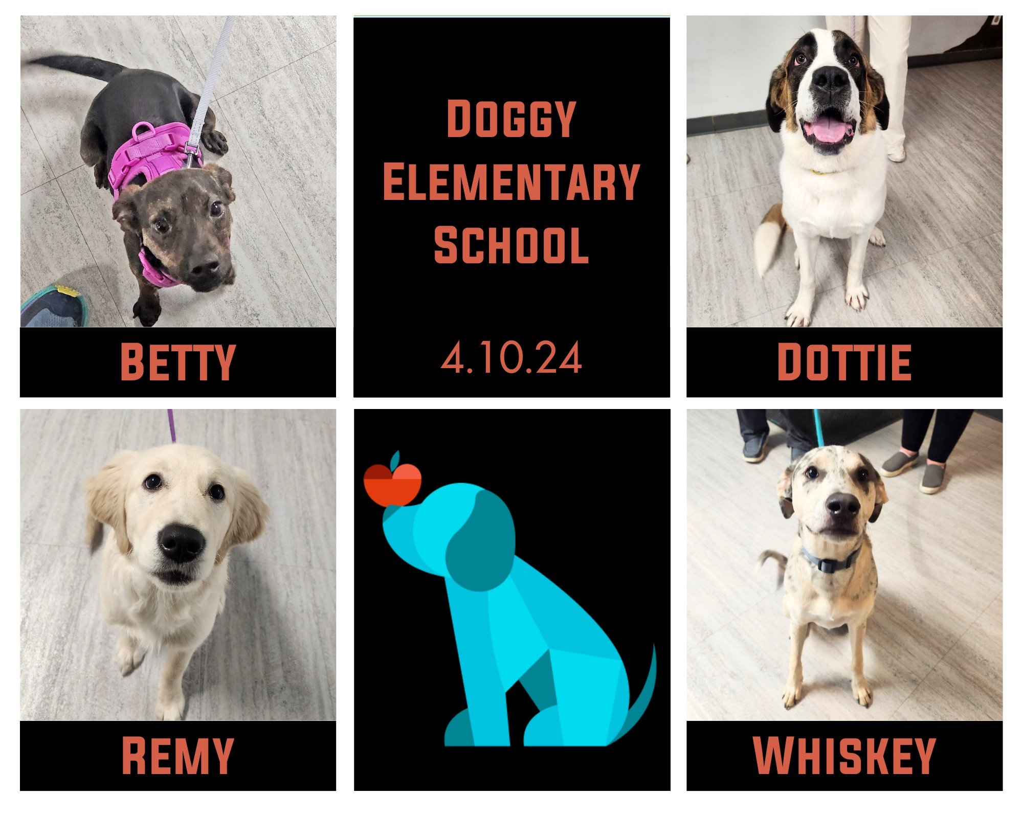 We love our pups who seek &quot;higher education&quot; 😄! It is such a privilege to see pups grow together with their people over multiple class series. Betty, Dottie, Remy, &amp; Whiskey just finished Doggy Elementary School and are all ready for t