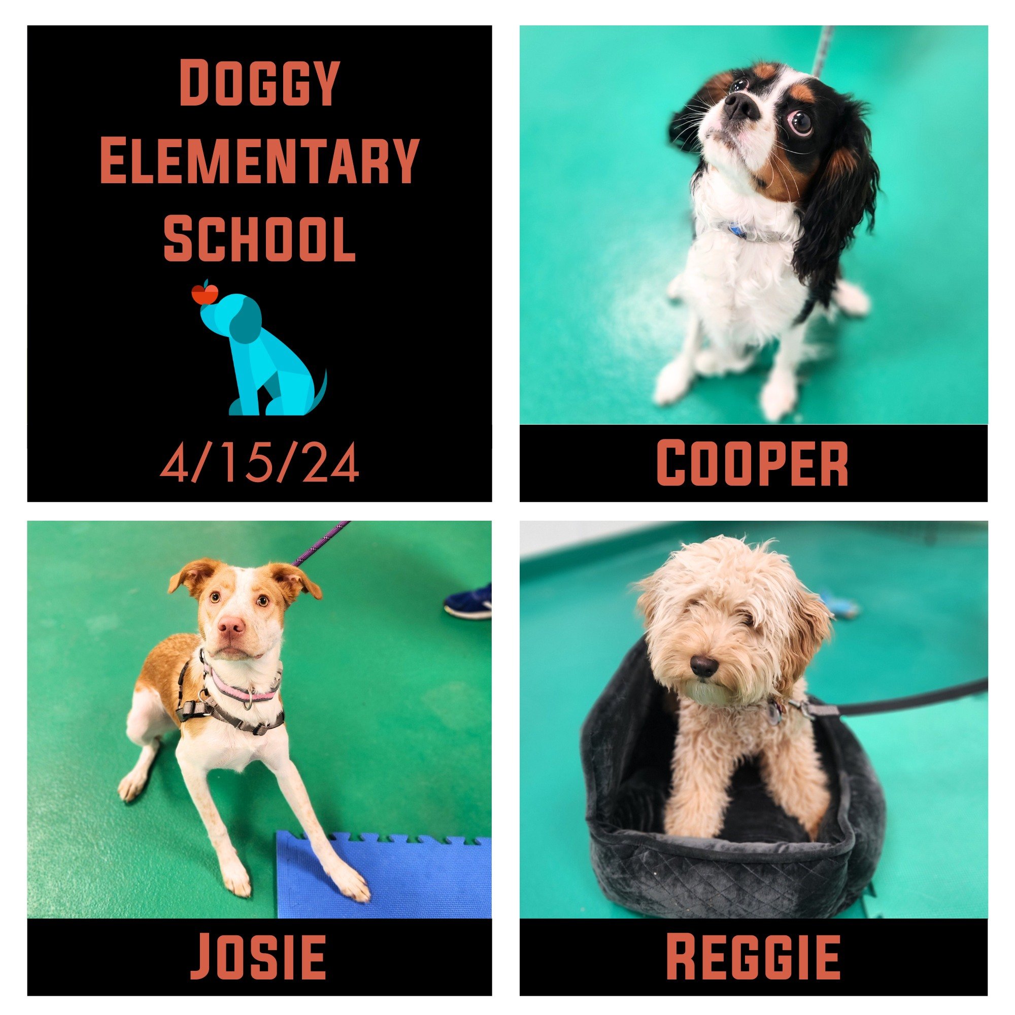Cooper, Josie, Pepper (not pictured), Reggie, &amp; Luna (who homeschooled for grad week) finished their Doggy Elementary School last night! They and their people worked on focus among distractions, practicing skills outside in the nice weather we've