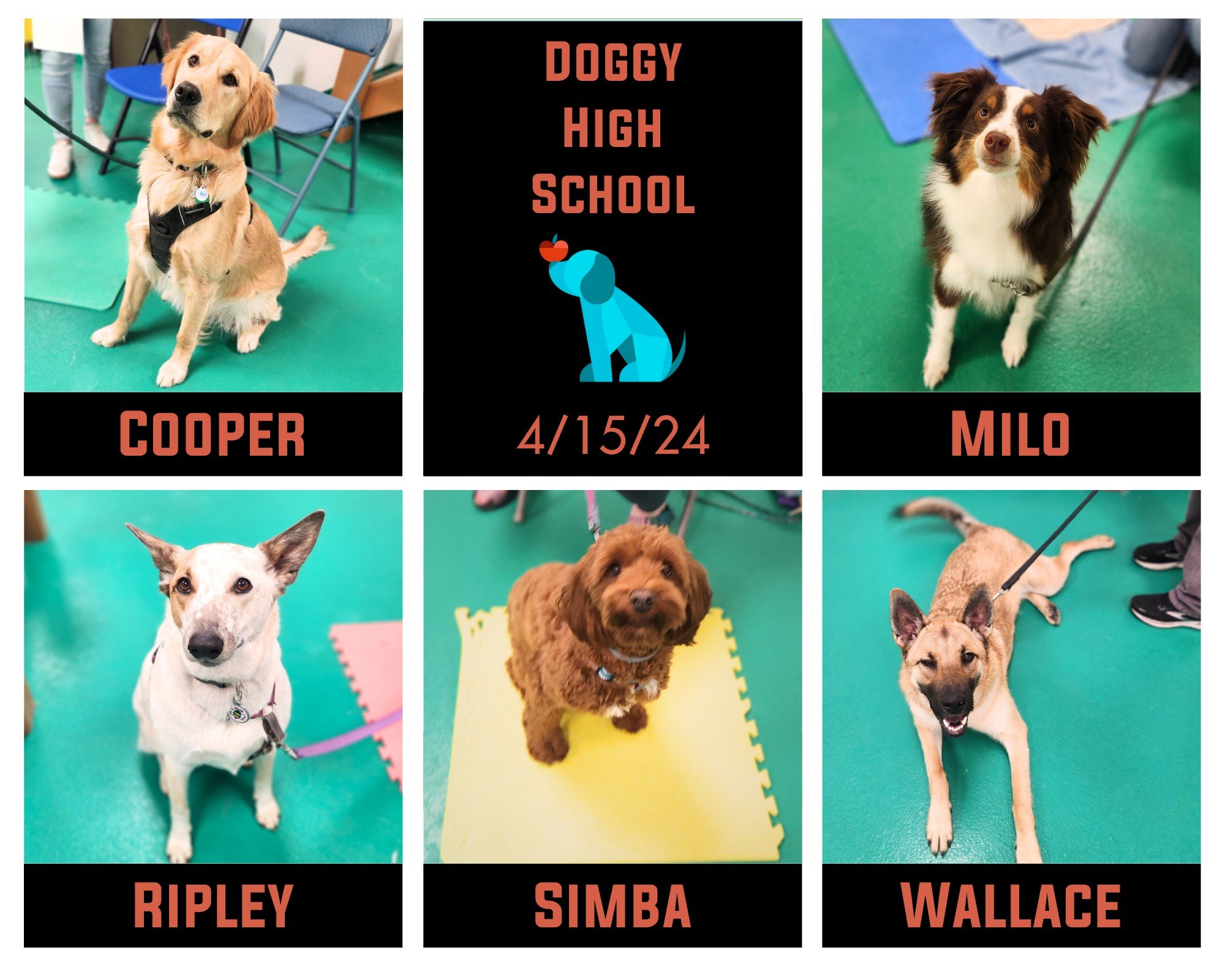 Cooper, Milo, Ripley, Simba, and Wallace earned their high school diplomas this week! 🎓This was such a fun class full of people who advocated for their dog's success &amp; happiness and made for a truly lovely atmosphere. In the process, many skills