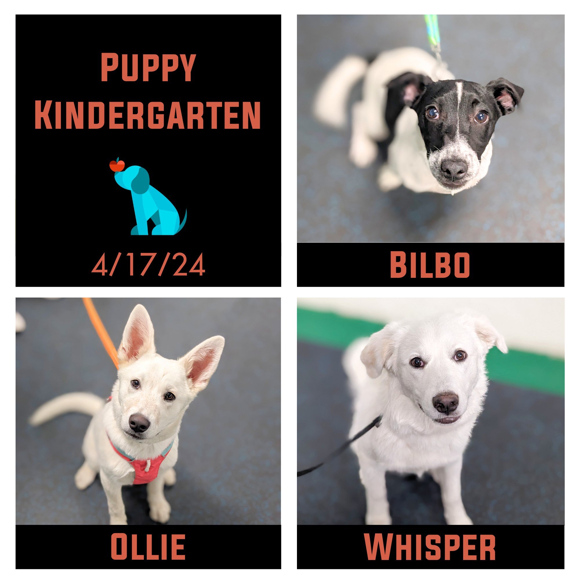 These puppies rocked their cuteness and their learning!  They spent a lot of time practicing different types of socialization with each other, with other people, body handling by their parents and the other puppy parents in class, and with different 