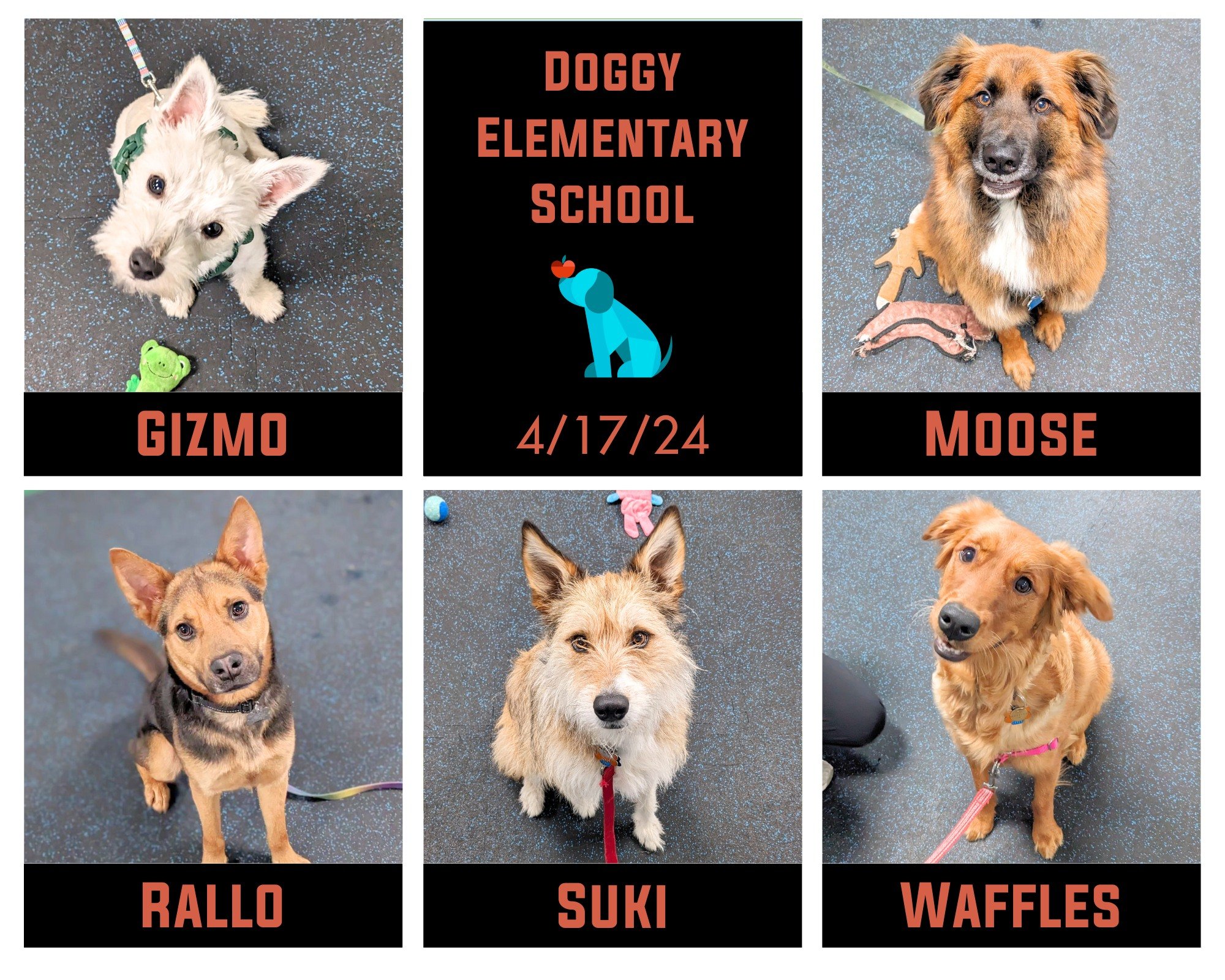 Roll out the red carpet for Gizmo, Moose, Suki, and Waffles in celebration of their graduation from Doggy Elementary School this past Wednesday night! 🎓🎓 Rallo is also celebrating as he was a foster through Fetch Wisconsin Rescue and attended class
