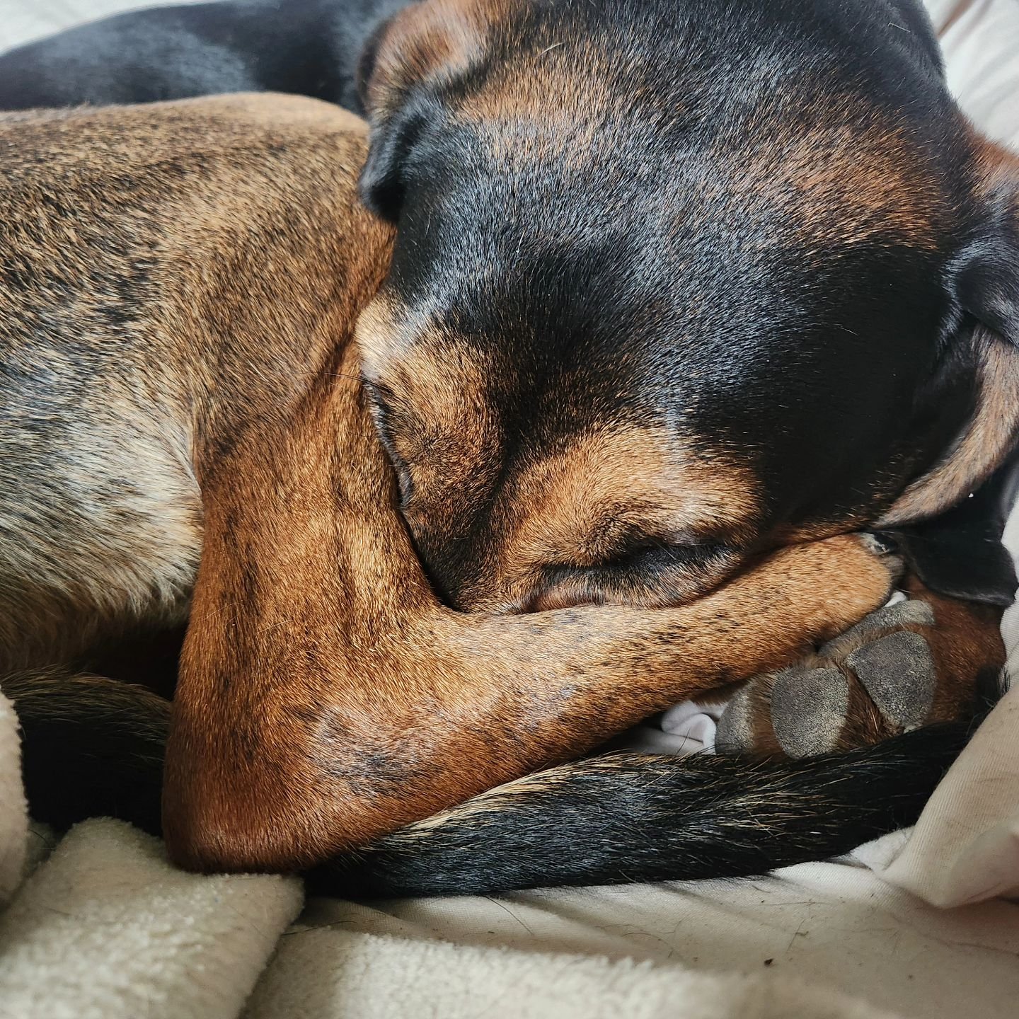 Hazel says &quot;Monday? No thank you.&quot;

#mondays #garfield #ihatemondays #coonhoundmix #mountaincurmix #rainyday #madisondogtrainers #madisondogtraining #bagel #bageldog