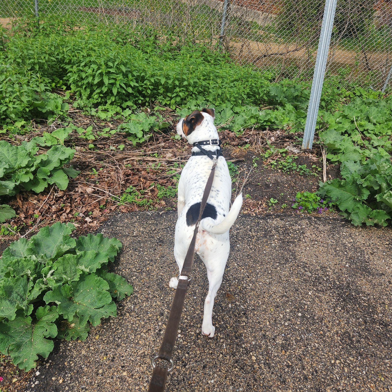 ➡️Swipe to see the progression of Maple relaxing herself!
.
Maple really loves watching for critters and other dogs on walks, and we took advantage of the slightly rainy morning yesterday to work on reinforcing her for calming down on her own without