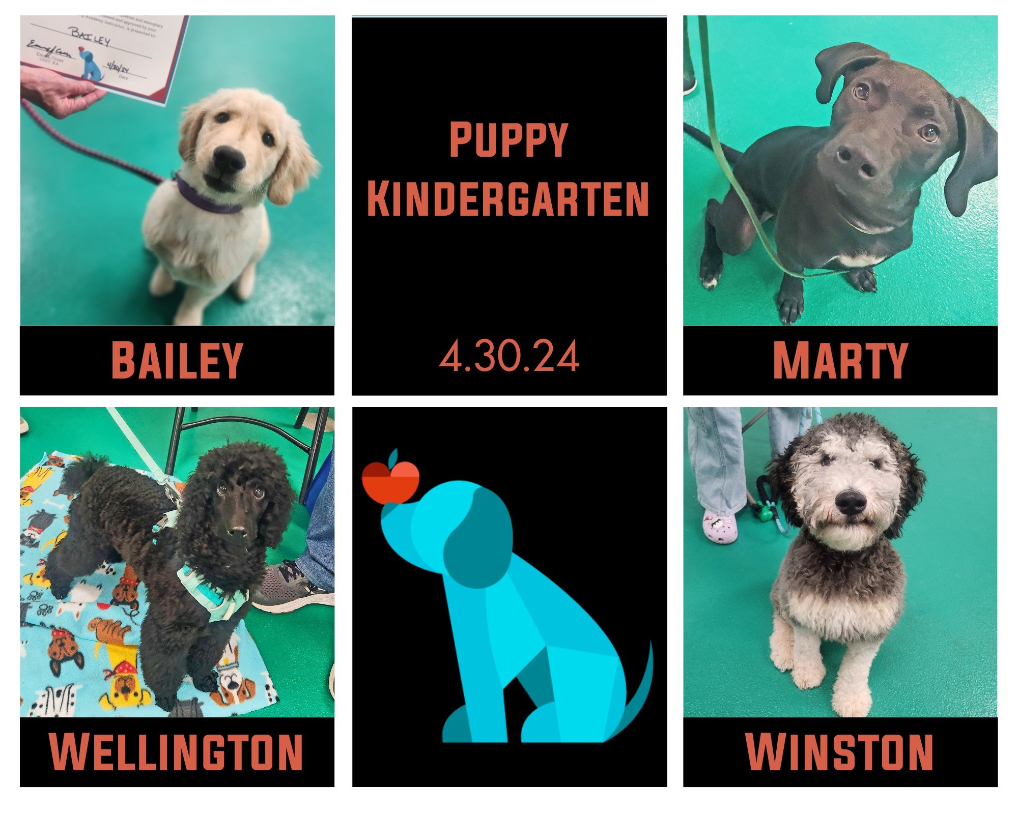 Bailey, Marty, Wellington, &amp; Winston graduated their Puppy Kindergarten this week! They tackled new sights, sounds, obstacles, and made friends along the way! They have the skills to continue their puppyhood journey with confidence. Congrats, gra