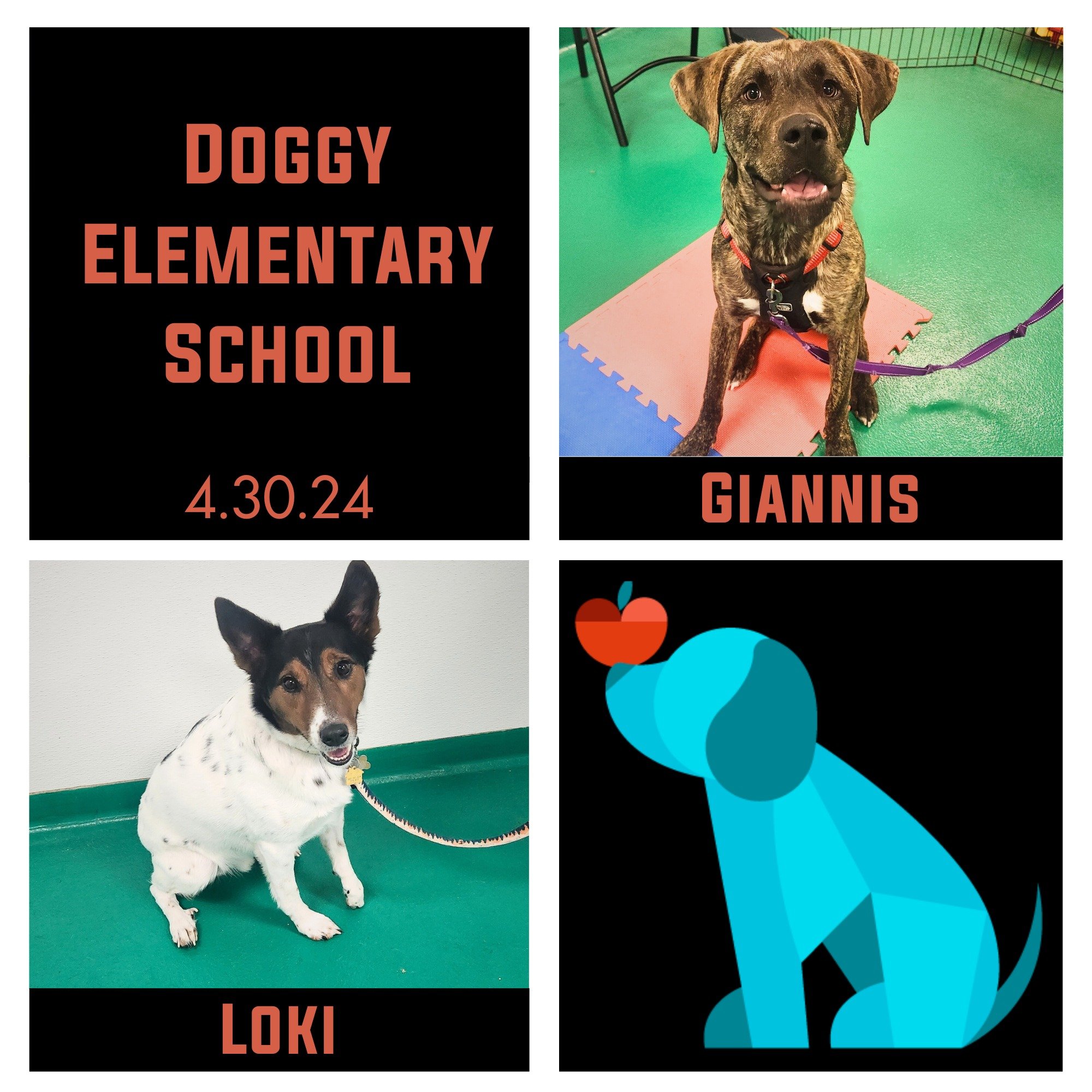 A smaller class to celebrate, but just as much pride in our graduates as ever! Giannis &amp; Loki finished their Doggy Elementary School on Tuesday evening and we had a great time getting to know these boys and their pawrents! Have a great summer wit