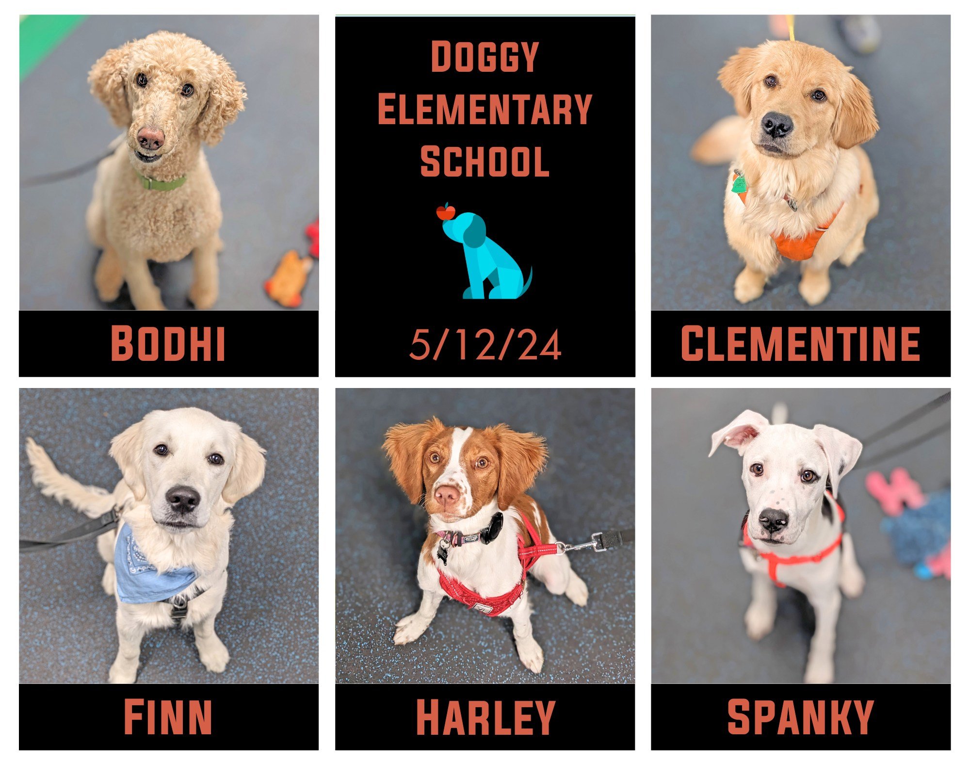 Colleges weren't the only ones celebrating graduations this weekend along with honoring moms of all kinds!  We had 3 graduations to toast to today here at Teacher's Pet! 🥳  First up is our 11am Doggy Elementary School.  This bunch of cuties came wit