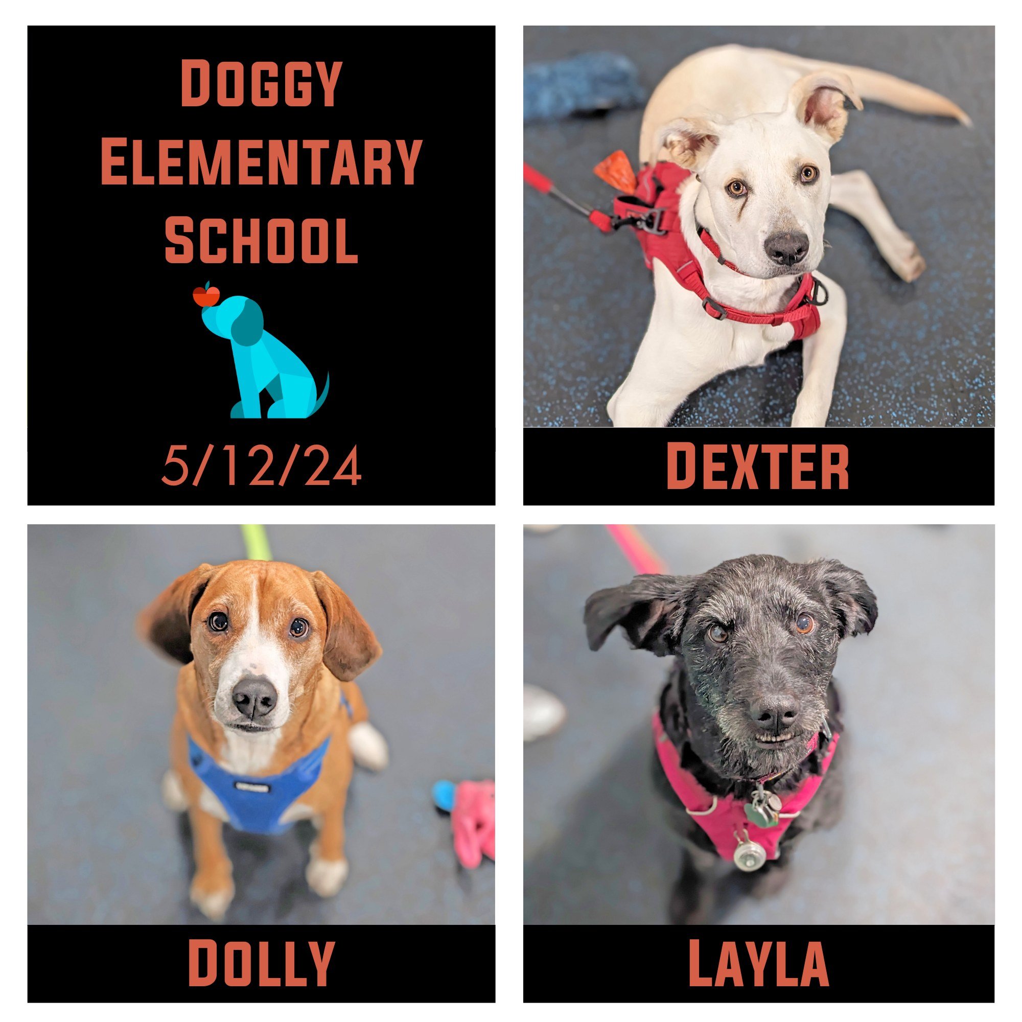 🥳 Next up to receive their honors and diplomas is our 12pm Doggy Elementary School!  They had much to celebrate yesterday: their mommas and their own achievements!  This group of adorable faces learned and practiced their skills.  A huge congratulat
