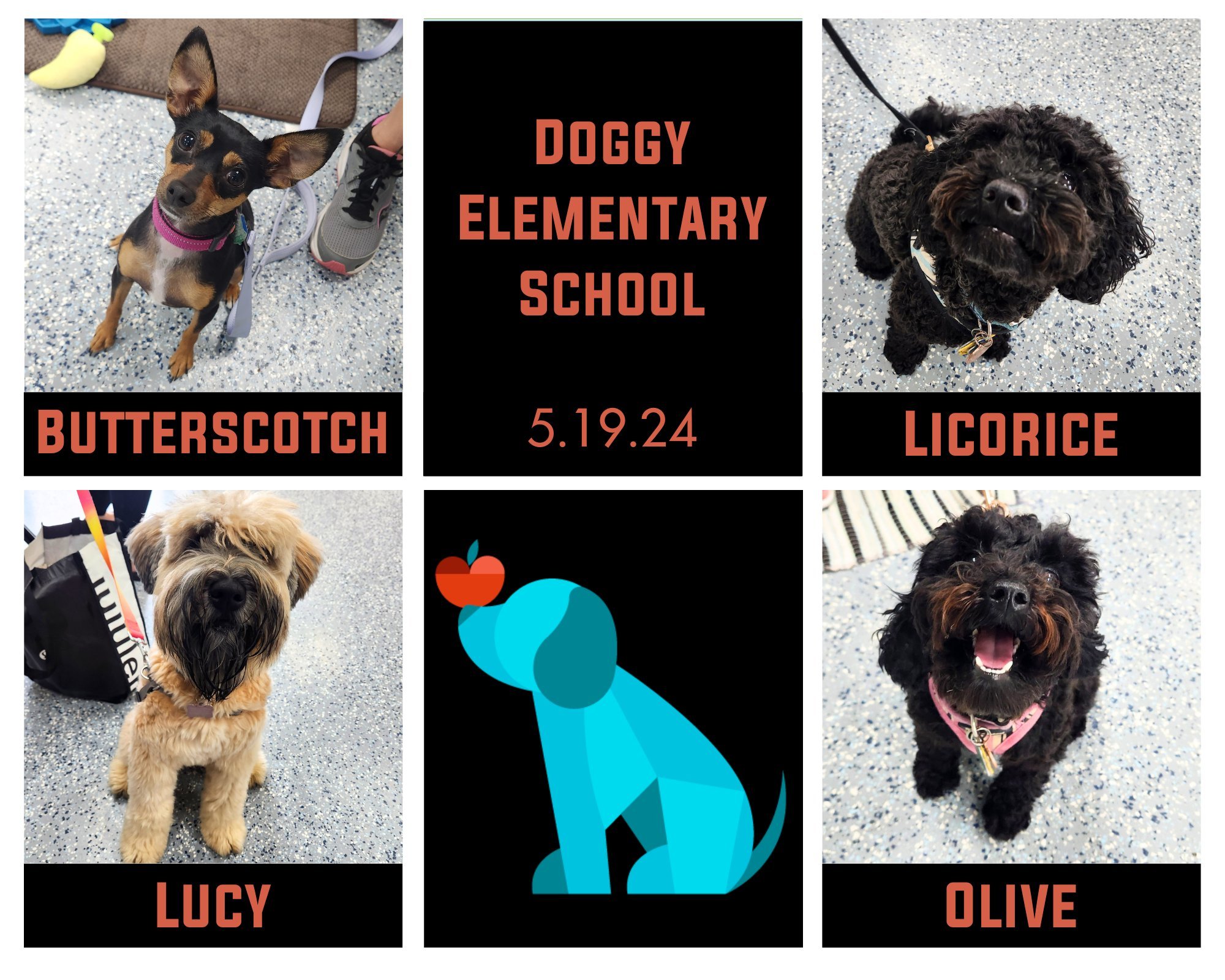 🎺Cue the fanfare!
Our latest group of grads celebrated finishing their Elementary level yesterday! Butterscotch (Butters), Licorice, Lucy, Olive, &amp; Ted (who homeschooled for grad week) were a lovely bunch of spunky pups who we had so much fun wi