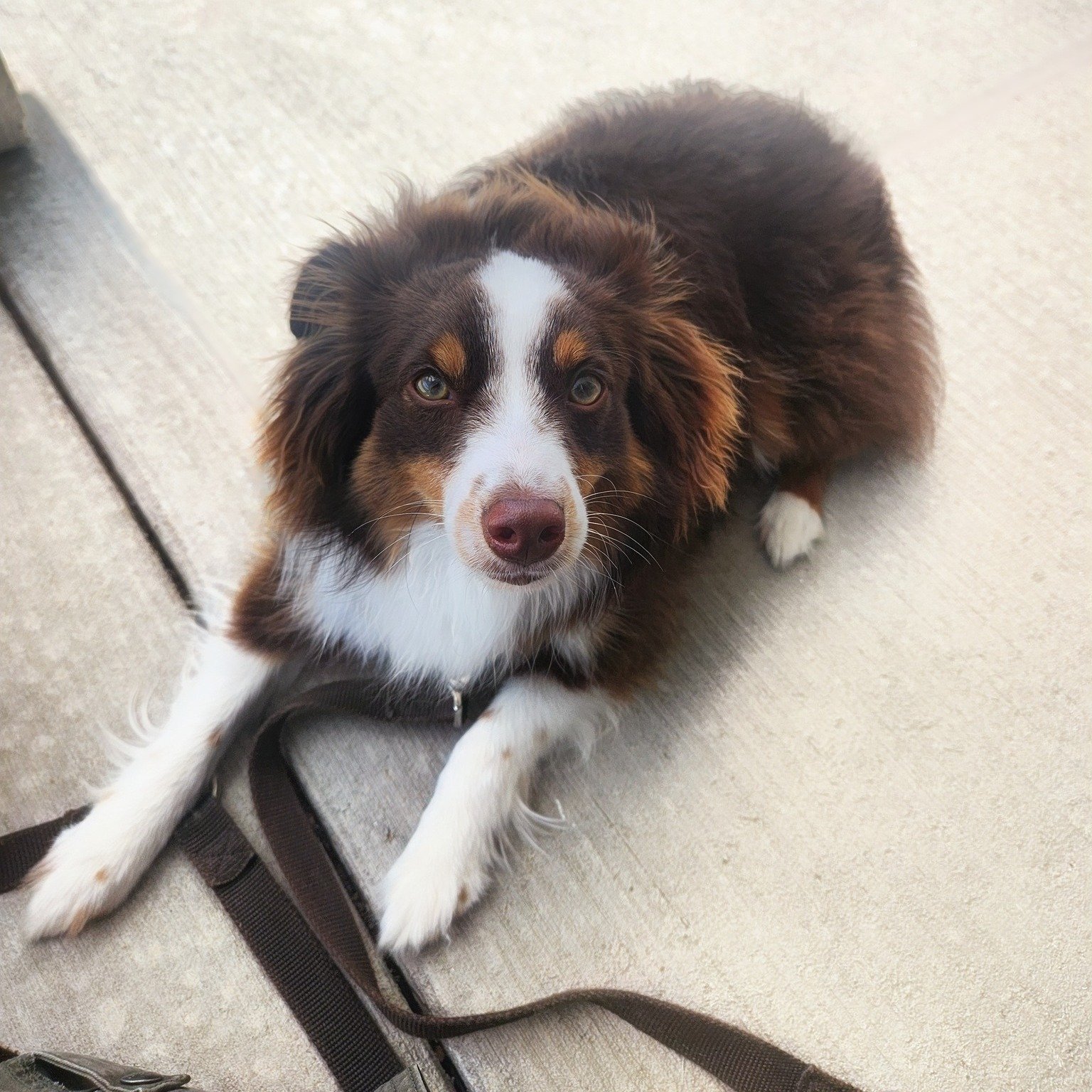 Welcome to Smart Walks, Milo!
Our newest pal in the Smart Walks program is this adorable Mini Aussie boy. His family has been diligent about his training, completing Puppy Kindergarten through Doggy High School with him! He can be a little unsure of 