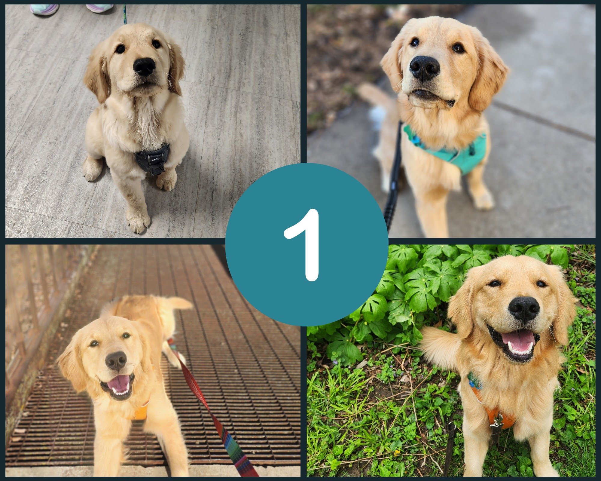 🎊What's today? It's Sammich's first birthday, of course! We're so happy to have known this pup for his whole first year! From being the smallest in his puppy class but still confident and curious, to the smart, social, ready for anything adolescent 