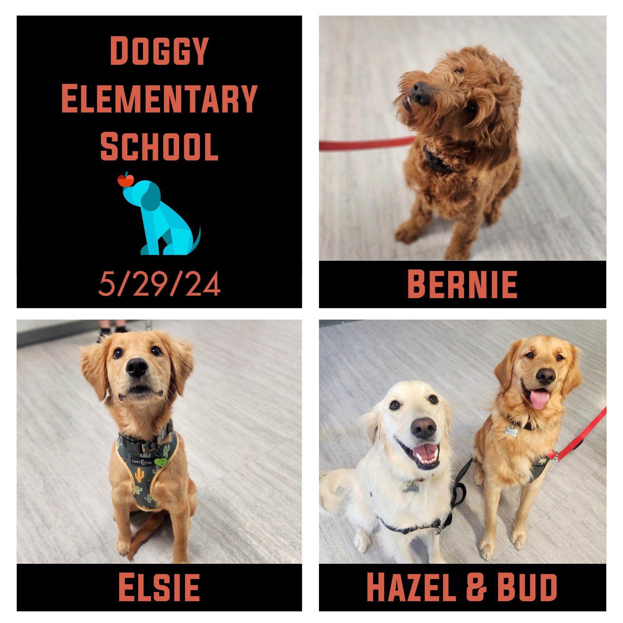 Bernie, Elsie, Hazel &amp; Bud (who are doggy sibs), &amp; Maple (who homeschooled for grad week) graduated their Doggy Elementary School at Prairie Pawz this week! We had so much fun with this happy group of pups! Their pawrents were so excellent at