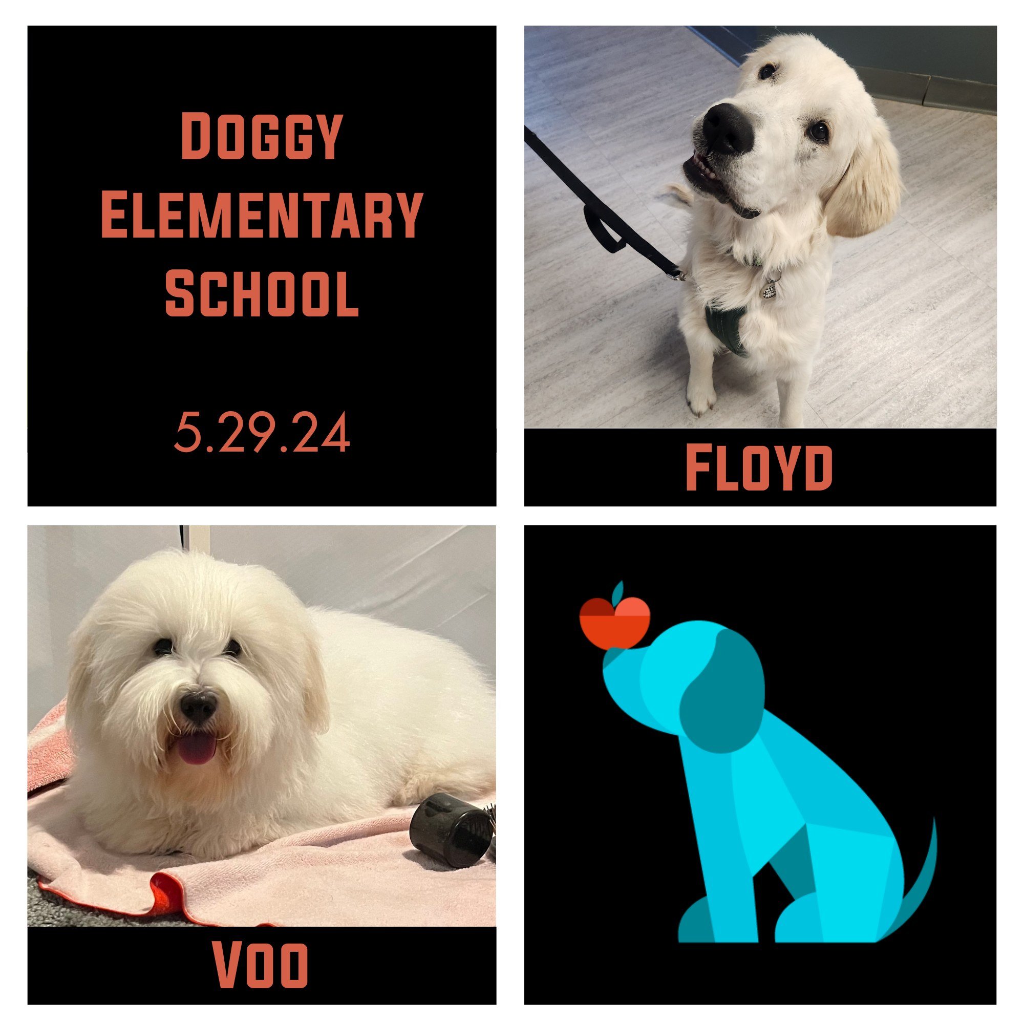 Next up, Floyd, Sophie, &amp; Voo graduated their Doggy Elementary series! Sophie &amp; Voo homeschooled for grad week but we had such a fun time with these three peppy pups. They really enjoyed each others' company and did an excellent job working a