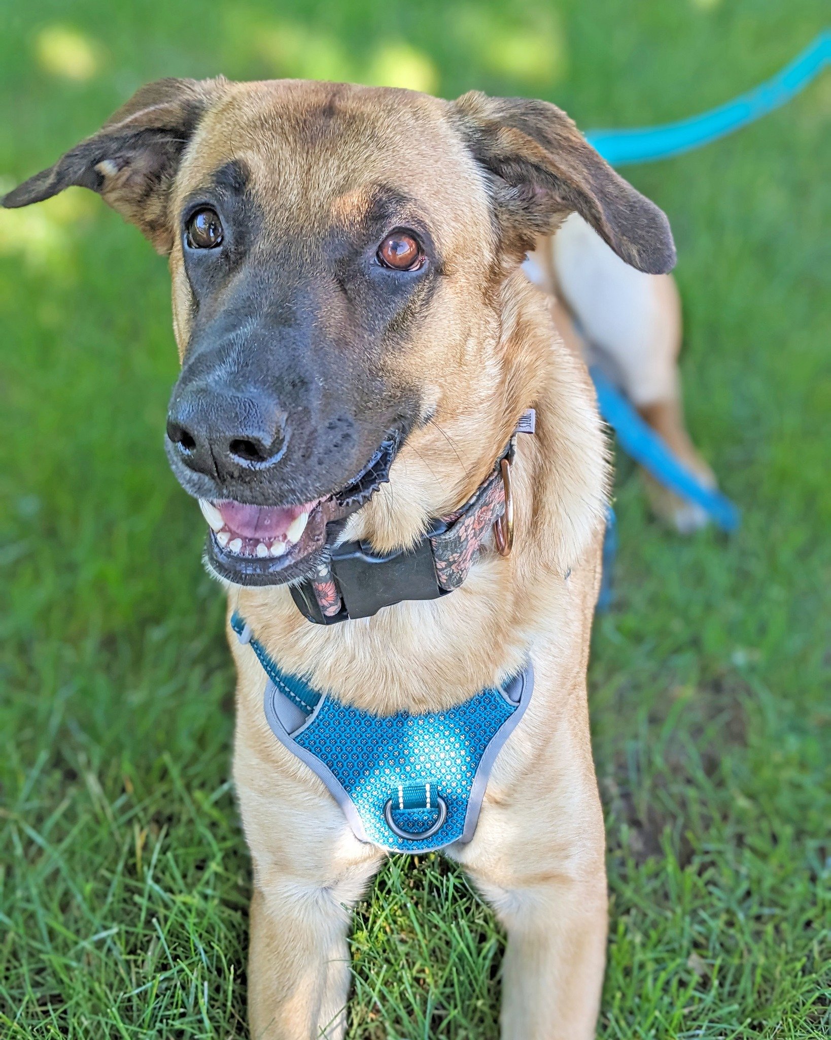 Prepare yourself for this ADORABLE and ADOPTABLE babe 😍  Meet Millie, a young adult female GSD x Anatolian Shepherd (best guesses). We have been blessed to be a part of Millie's training journey with her fosters.  Weighing in at around 70lbs, she is