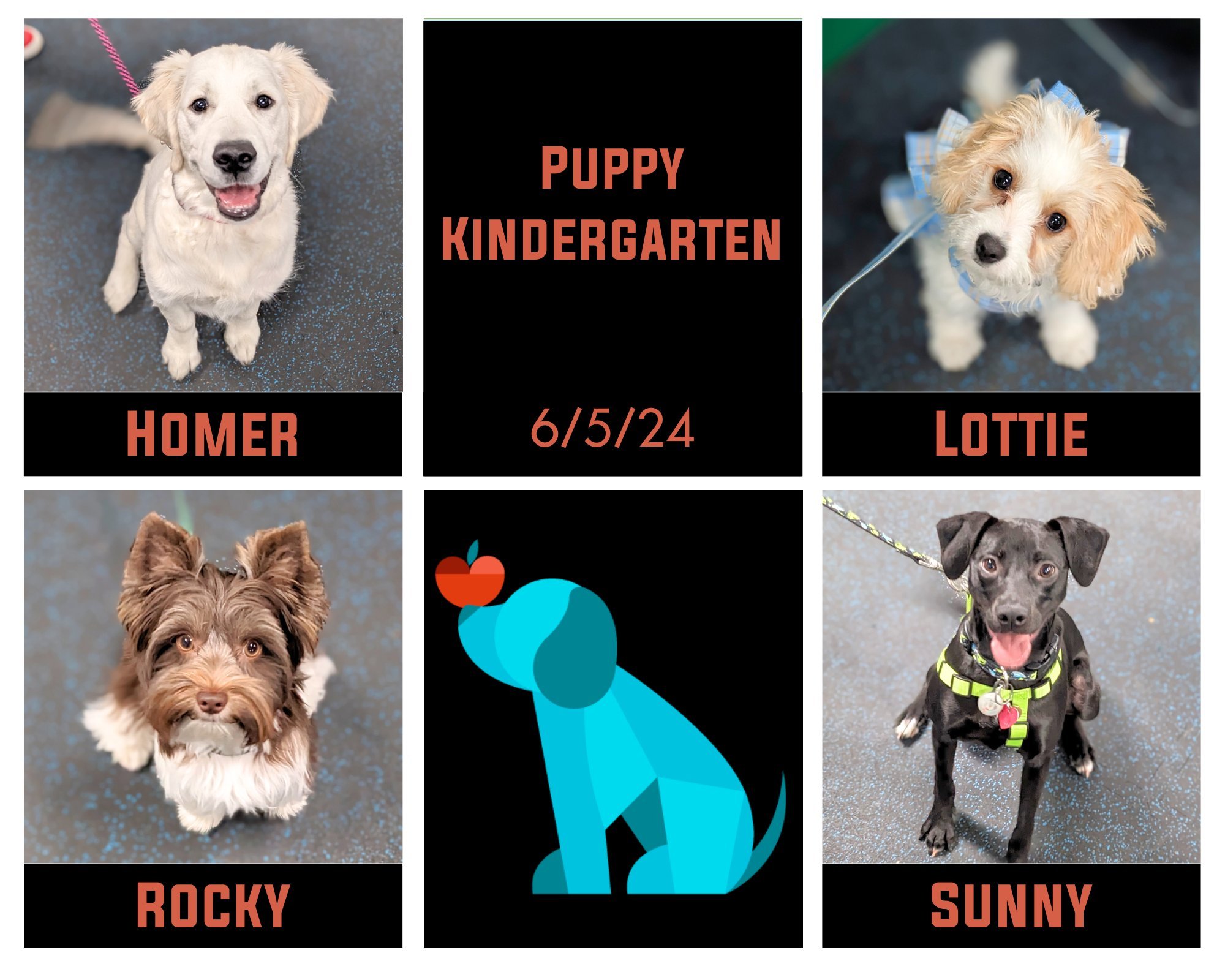 Last night some adorable babes graduated their Puppy Kindergarten! 😍  Each pup is full of personality and it was a joy to watch them learn how to express themselves.  They learned new skills and practiced their socialization, including watching each
