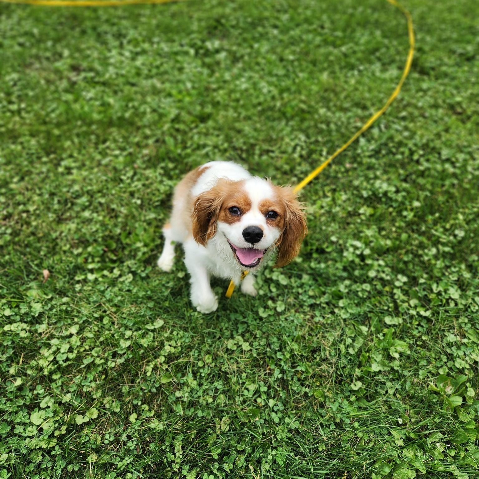 New Smart Walker Alert! Say hello to Charles!

Charles is a young pup with energy to spare! He's also a lucky boy in that he has a very large, fenced-in yard! It's SO large, in fact, that his humans are a little nervous about having him off leash bec