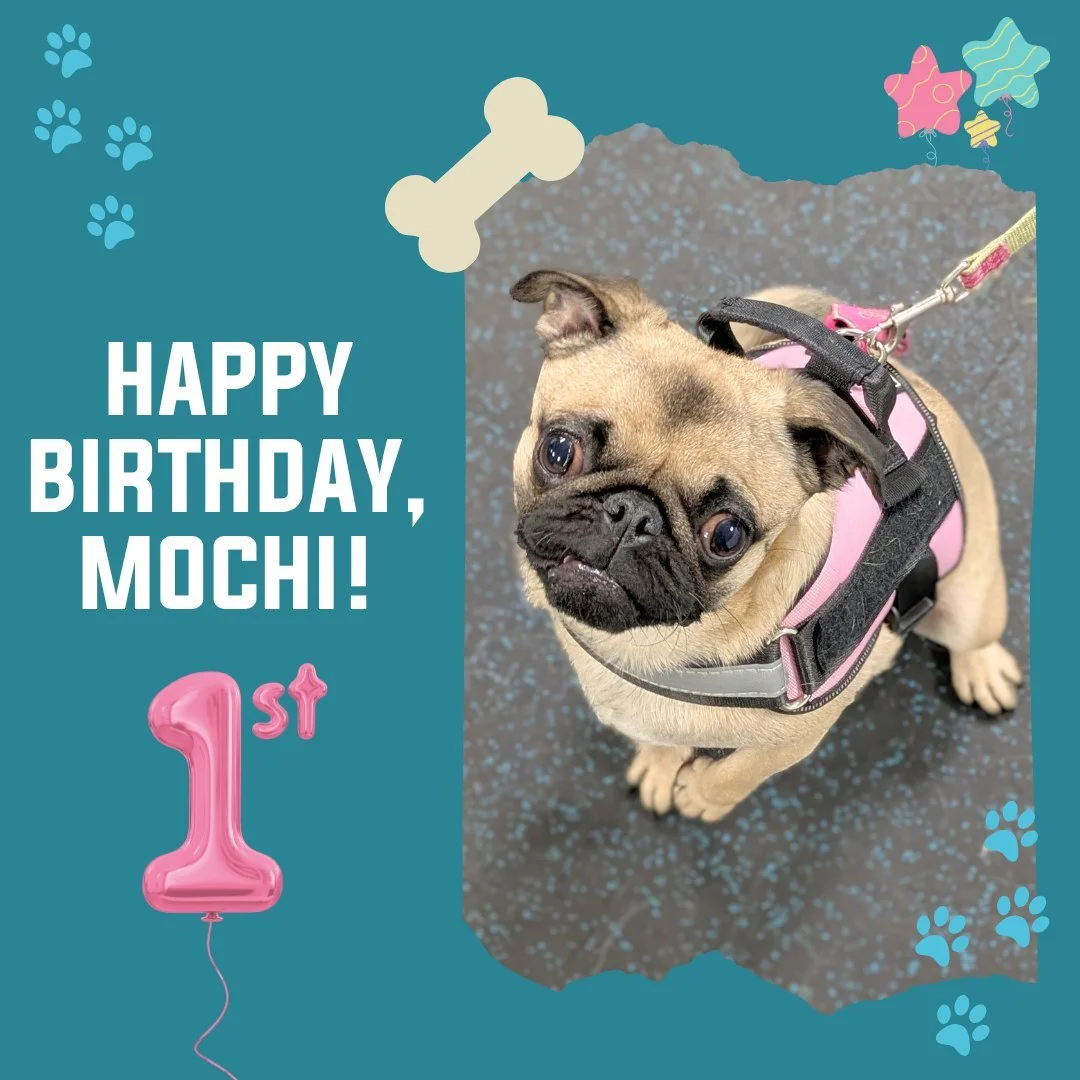 Mochi is currently in our Doggy Elementary School and is celebrating her FIRST birthday today!! Yesterday in class, Mochi's momma brought yummy cupcakes for us humans and gave the pups some treats!  HAPPY FIRST BIRTHDAY, MOCHI!! 🥳🐾🥳
.
.
#BirthdayP