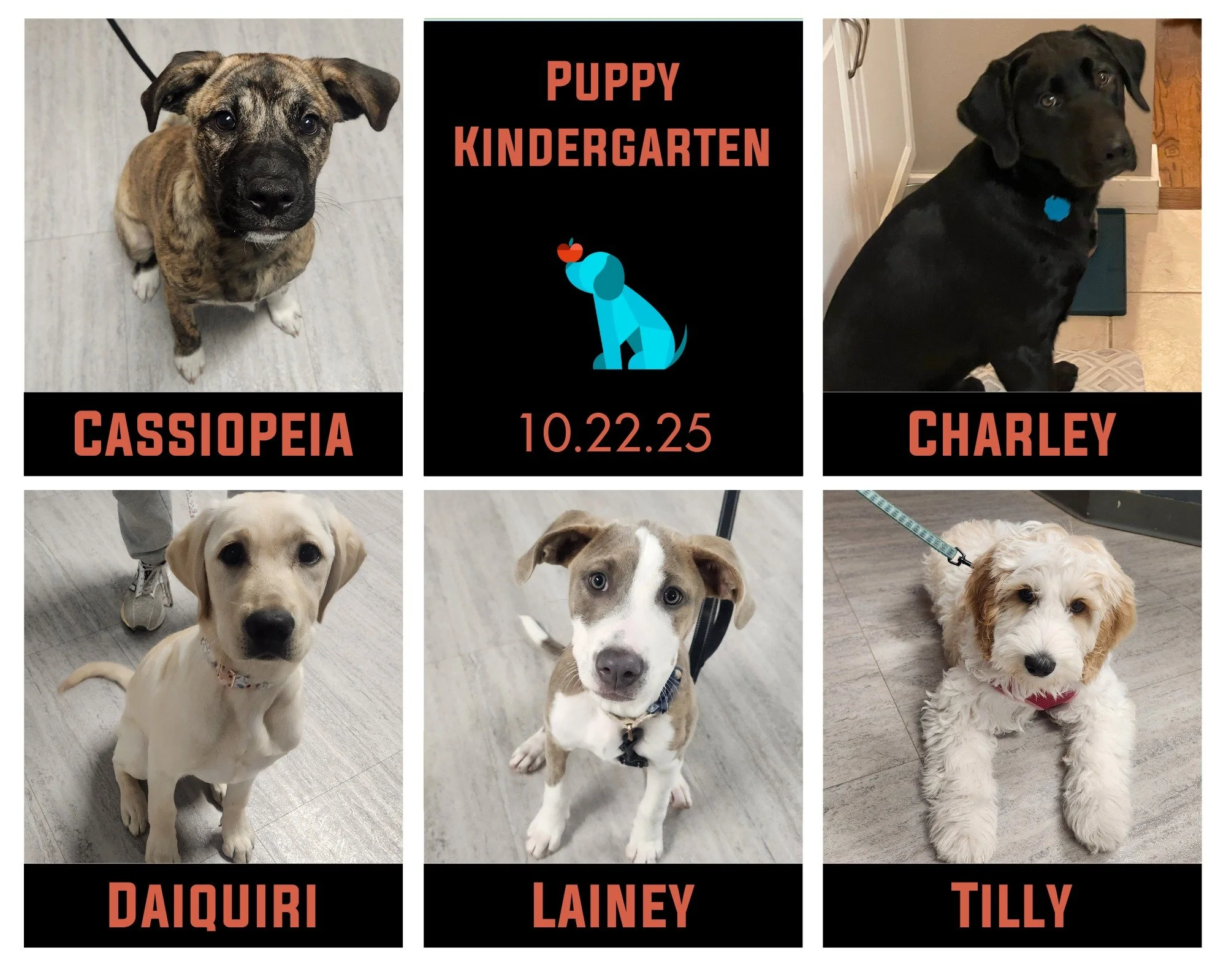 These pretty girls finished up their Puppy Kindergarten on Wednesday night and what a fun crew they were! Cassi, Charley, Daiquiri, Lainey, and Tilly had a great time playing together and learning that responding to a skill from their person while of