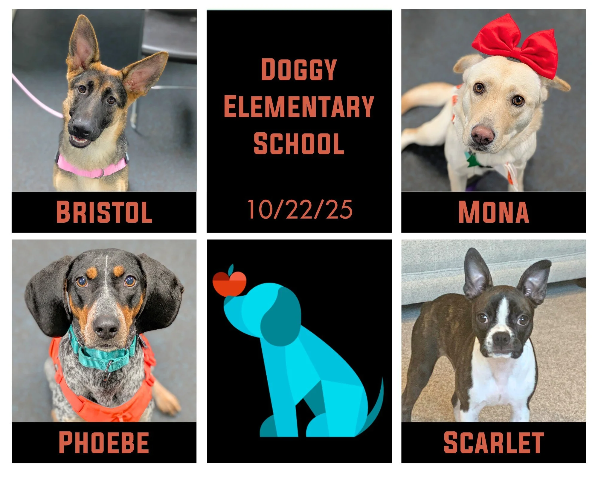 Next up in our graduations this week is our Doggy Elementary School in Middleton!  These beautiful ladies absolutely ADORED each other and made sure each class was full of fun, play, and love - and, of course, lots of learning!! Congratulations to Br