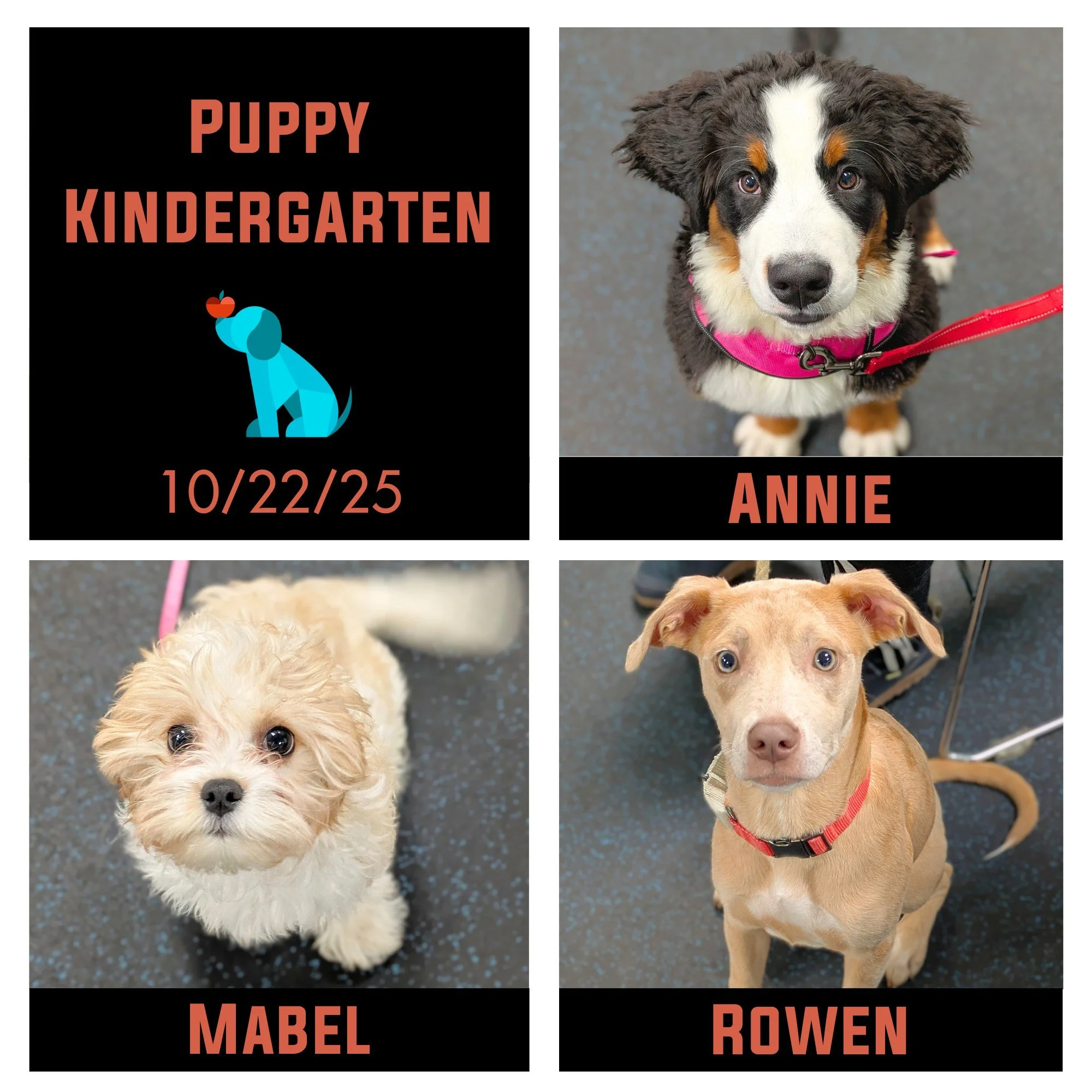 The past 6 Wednesday evenings ended up being Ladies' Night in Middleton as both Puppy Kindergarten and Doggy Elementary School were full of ladies.  First off, these little ladies graduated their Puppy Kindergarten!  Congratulations to Annie, Mabel,