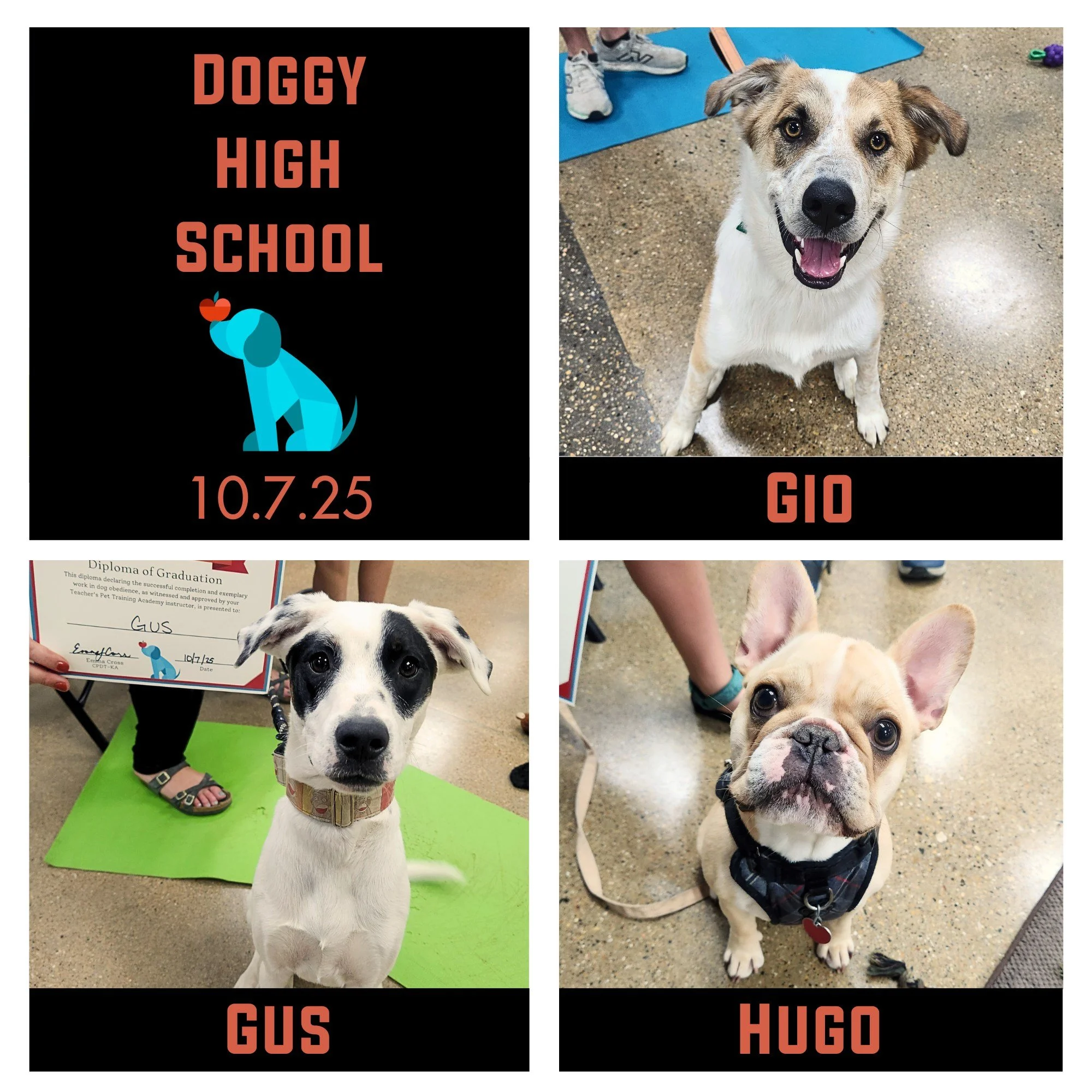Gio, Gus, & Hugo were such a great group of dudes to spend the last six weeks with in their Doggy High School session! They honed their impulse regulation skills, improved their recall around distractions, added in a heel cue to their loose leash