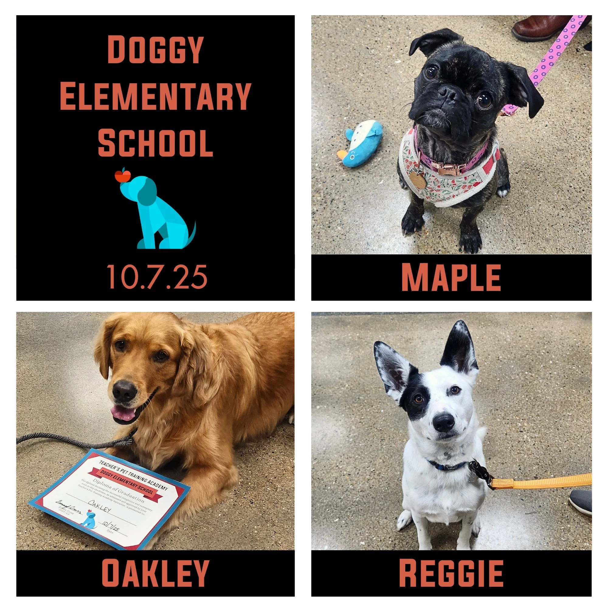 We wrapped up such a fun class on Tuesday night in Waunakee! Maple, Oakley, Reggie, & Levi (who homeschooled for the last couple weeks) finished up their Doggy Elementary School and are official gradu-pups! We also had the pleasure of training wi