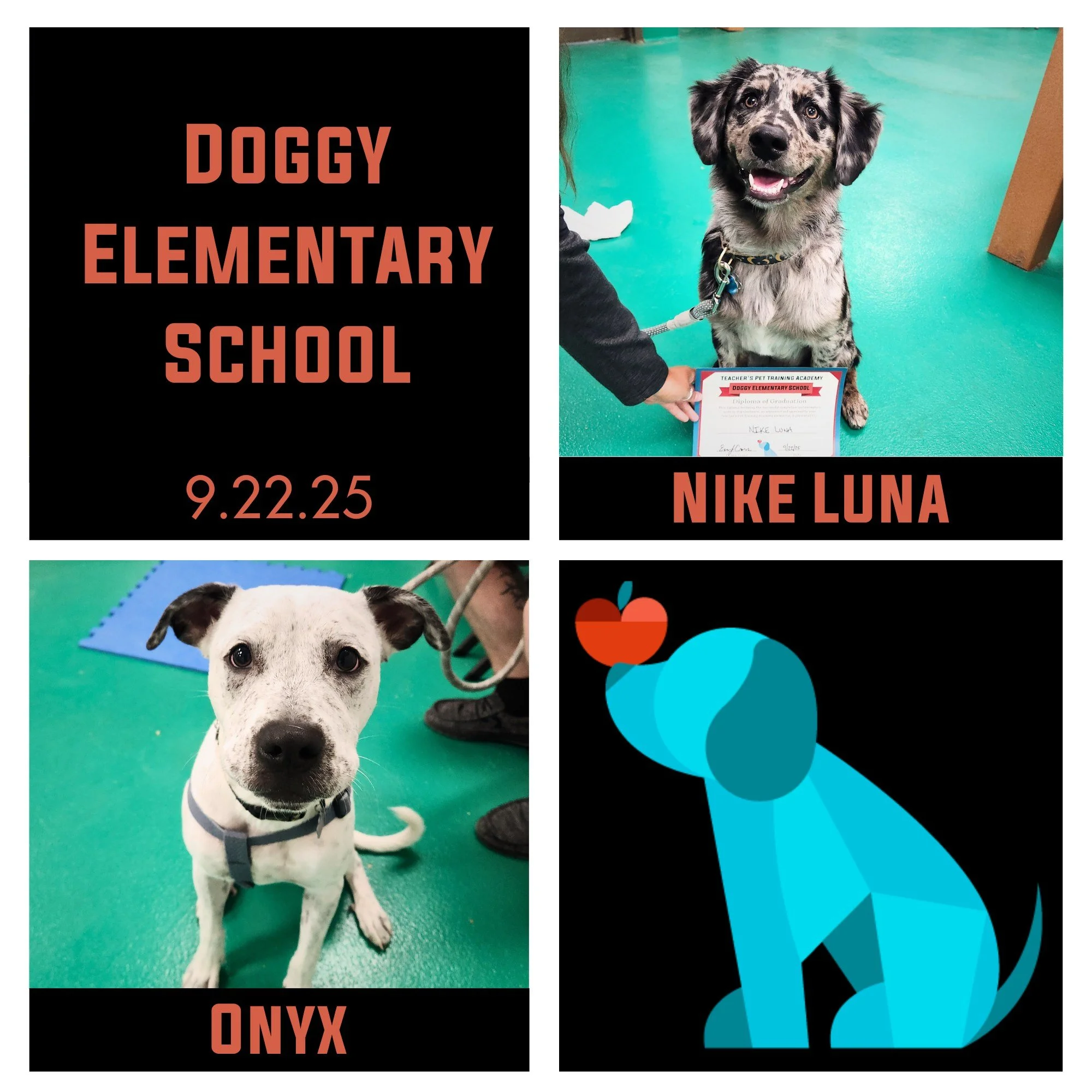Despite winding up being a smaller class, Nike & Onyx packed in all the fun they could during their Doggy Elementary School! It gave them an opportunity to play a bit and they were the absolute best of friends! Not only were they pros at matching