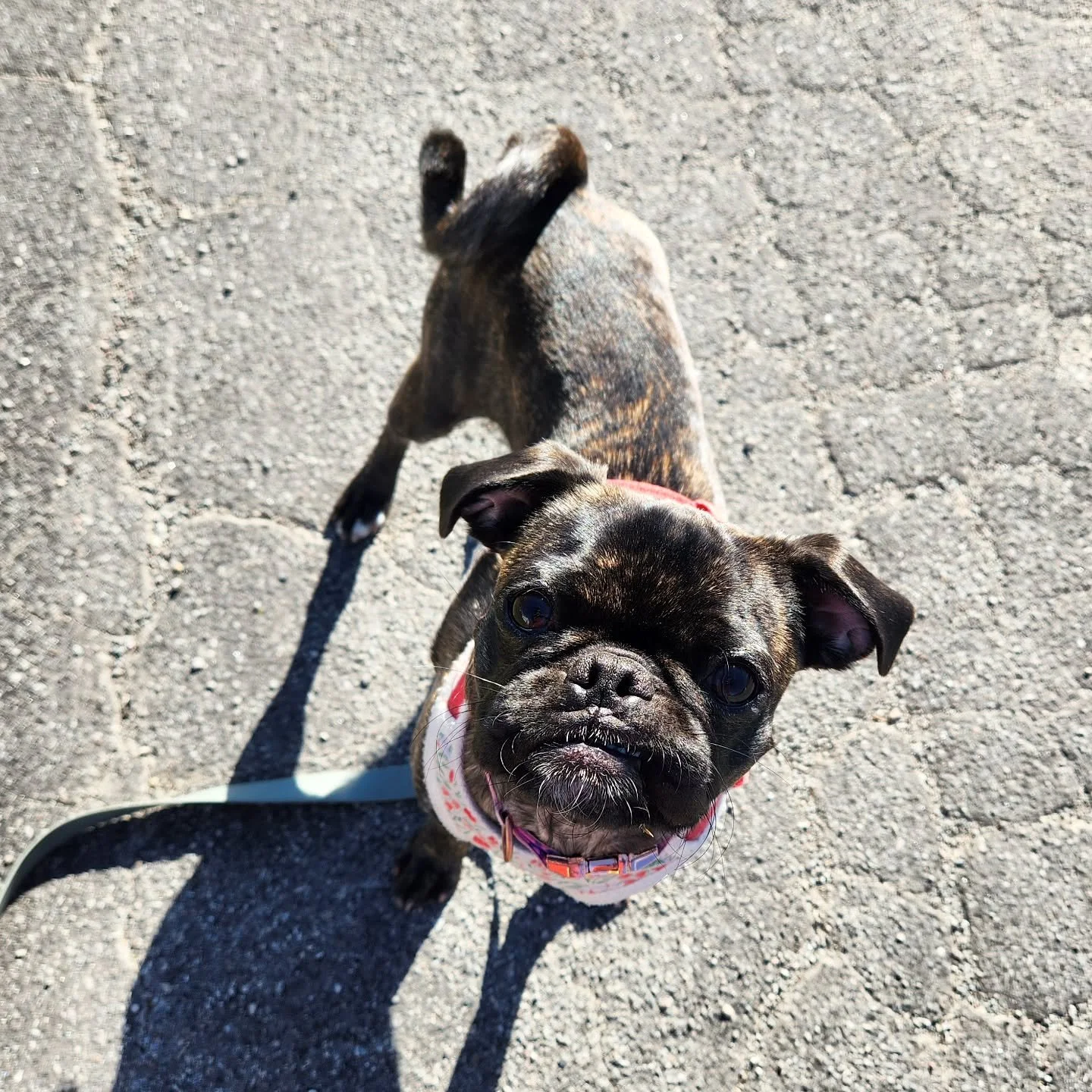 New Smart Walker alert! 📣📣
Welcome to Maple, the pug mix and recent Doggy Elementary grad! Maple joined the crew this week and she and Emma had so much fun! She likes to train and learn new things, is super playful, and of course, adorable! Keep an