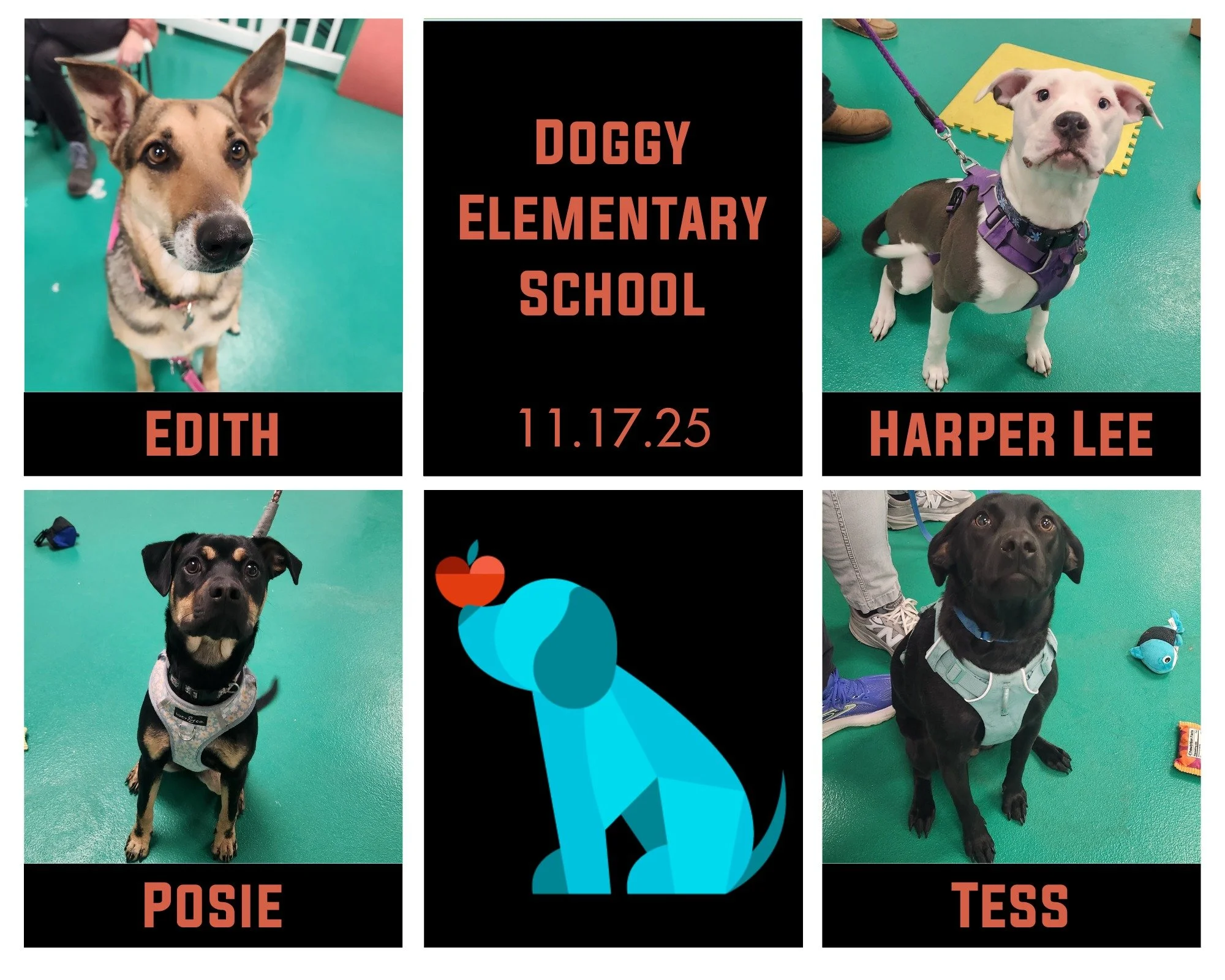 Edith, Harper Lee, Posie, and Tess finished their Doggy Elementary School on Monday night and have been such a great group of gals! They have some wonderful people to help them navigate the world and build their skills. With their newly practiced man
