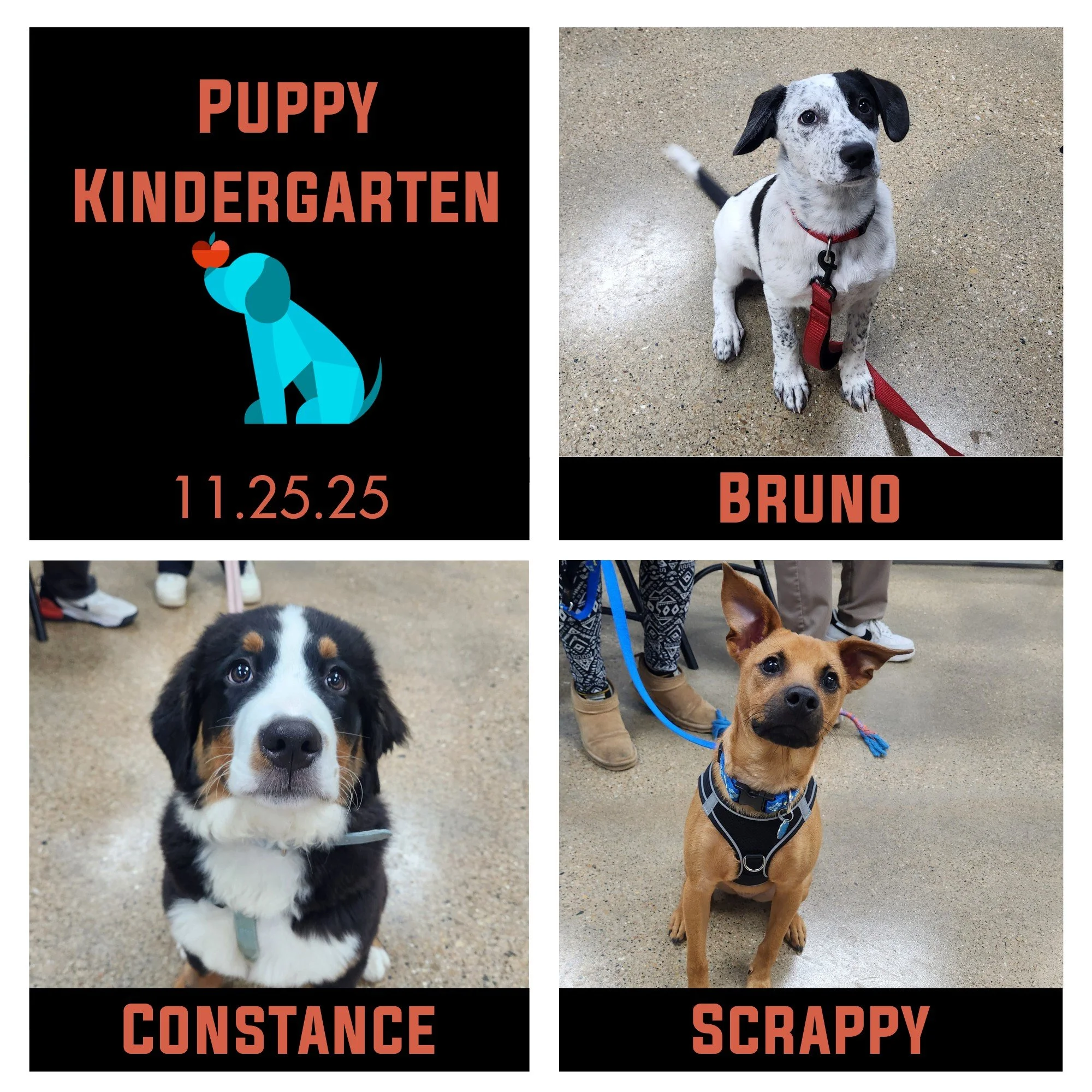 Take a break from the endless ads today and look at some puppies! Very smart puppies, specifically. Bruno, Constance, Scrappy, &amp; Hank (who homeschooled for grad week) finished their Puppy Kindergarten and this series truly flew by! These pups got