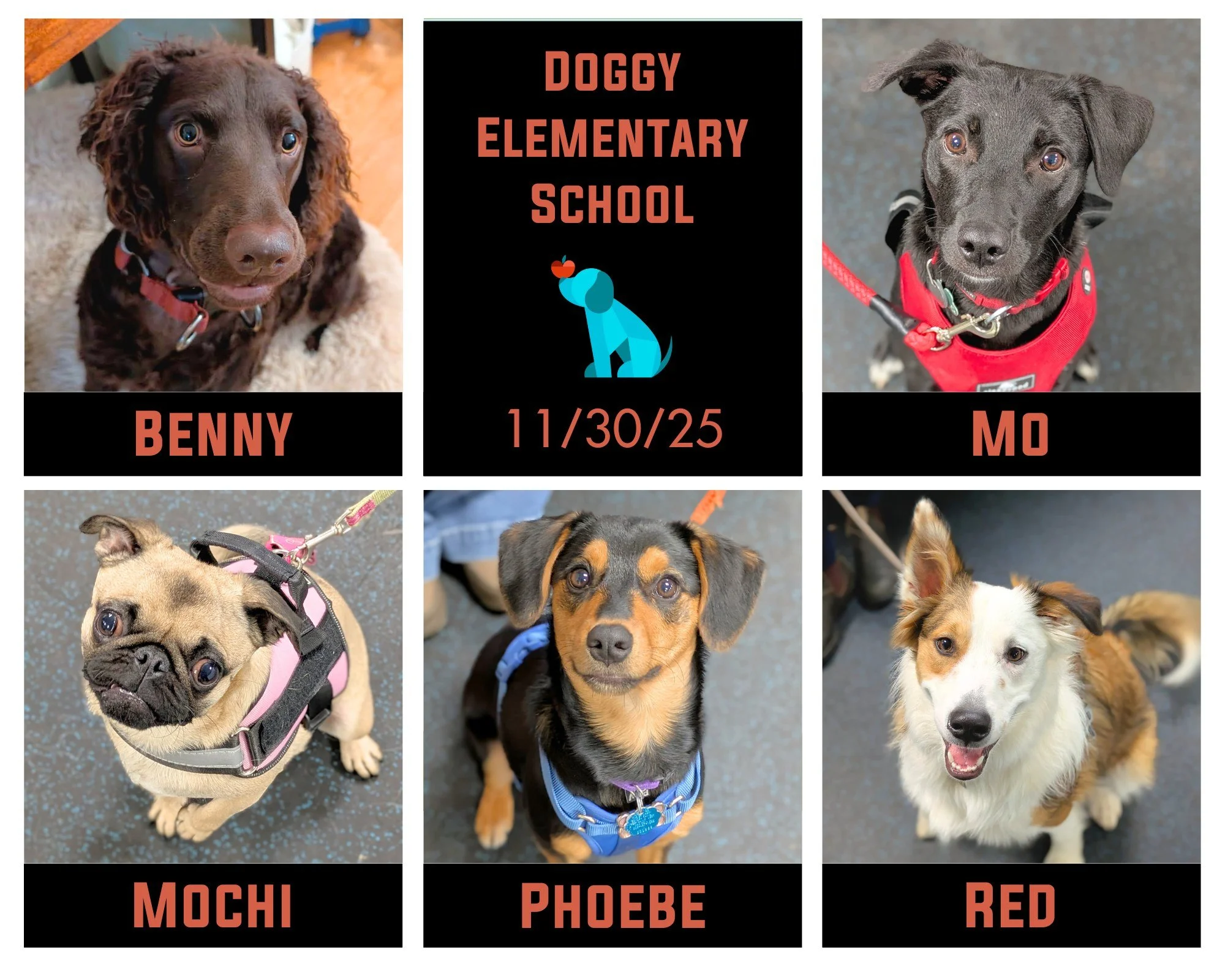 Our final west side class of the 2025 year graduated this past Sunday!! 🥳🐾 A huge congratulations goes to Benny, Mo, Mochi, Phoebe, and Red on their completion of their Doggy Elementary School! 🎓🎓 They are all early in their adolescent stages and