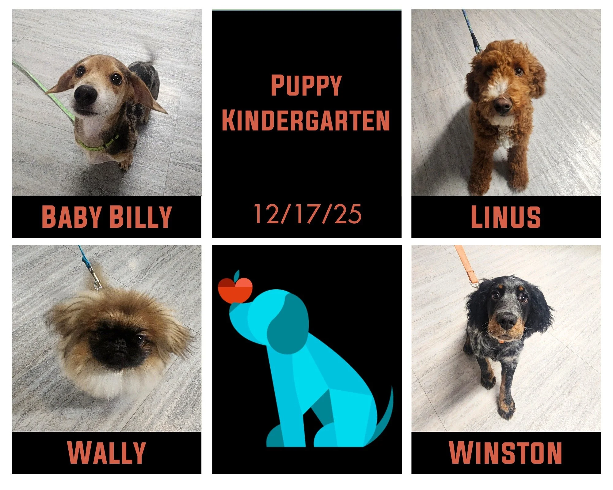 This group of boys are our last Puppy Kindergarten grads of the year! Baby Billy, Linus, Wally, and Winston were such a lovely little group of guys to see every Wednesday. Their pawrents did such an amazing job working with them on their essential sk