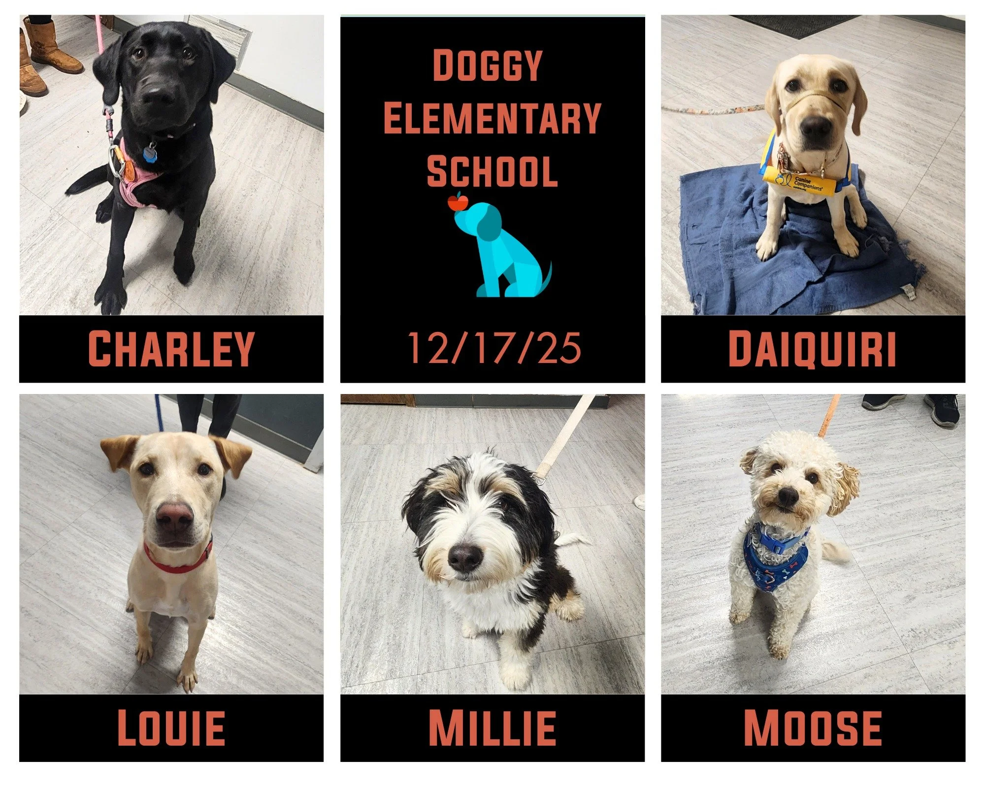 Charley, Daiquiri, Louie, Millie, and Moose completed the last Doggy Elementary School of 2025. This little cohort worked on building skills from puppy kindergarten as well as confidence and focus in new and distracting spaces. Their dedicated pawren