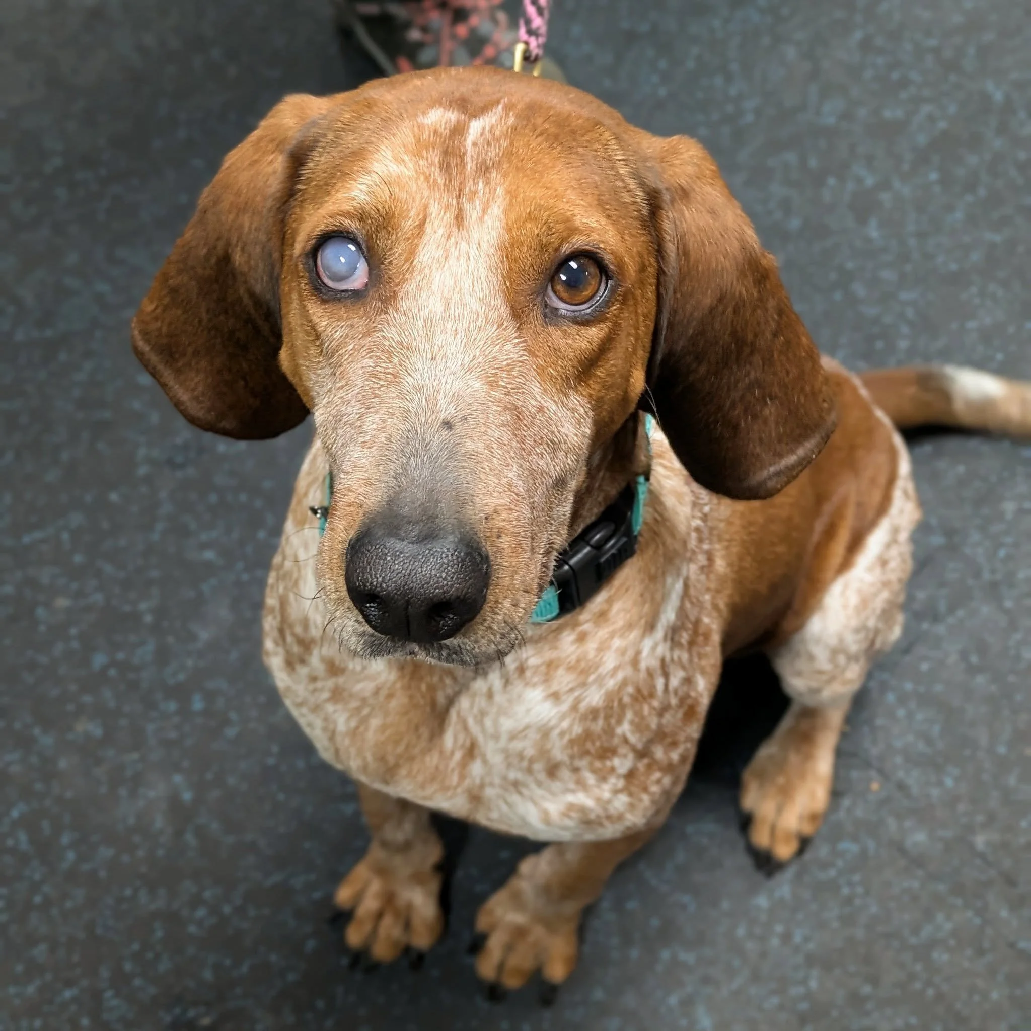 #AdoptablePup alert!! 🚨🚨

Everyone meet Reba, because she sure as fluff is ready to meet you! ❤  Reba is an adult, petite redtick coonhound (under 60lbs!). She is an outgoing, friendly, and super cute girl ready to find her forever home!  Reba is c