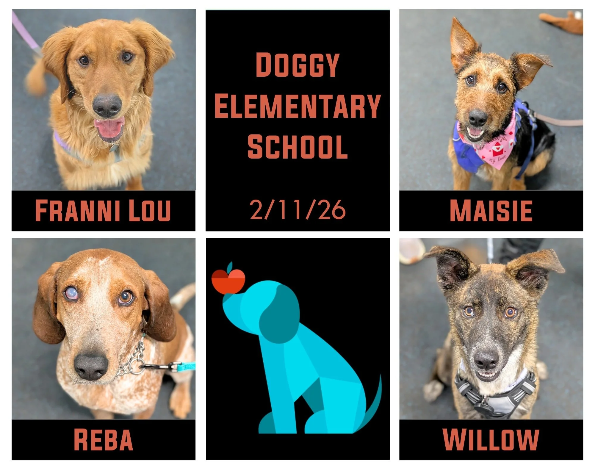 It was ladies night the last few Wednesdays for Join us as we ring in our first 2026 graduating class, our Doggy Elementary School in Middleton!! These pups came to class ready to learn, have fun, and mingle.  Congratulations to Franni Lou, Maisie, R