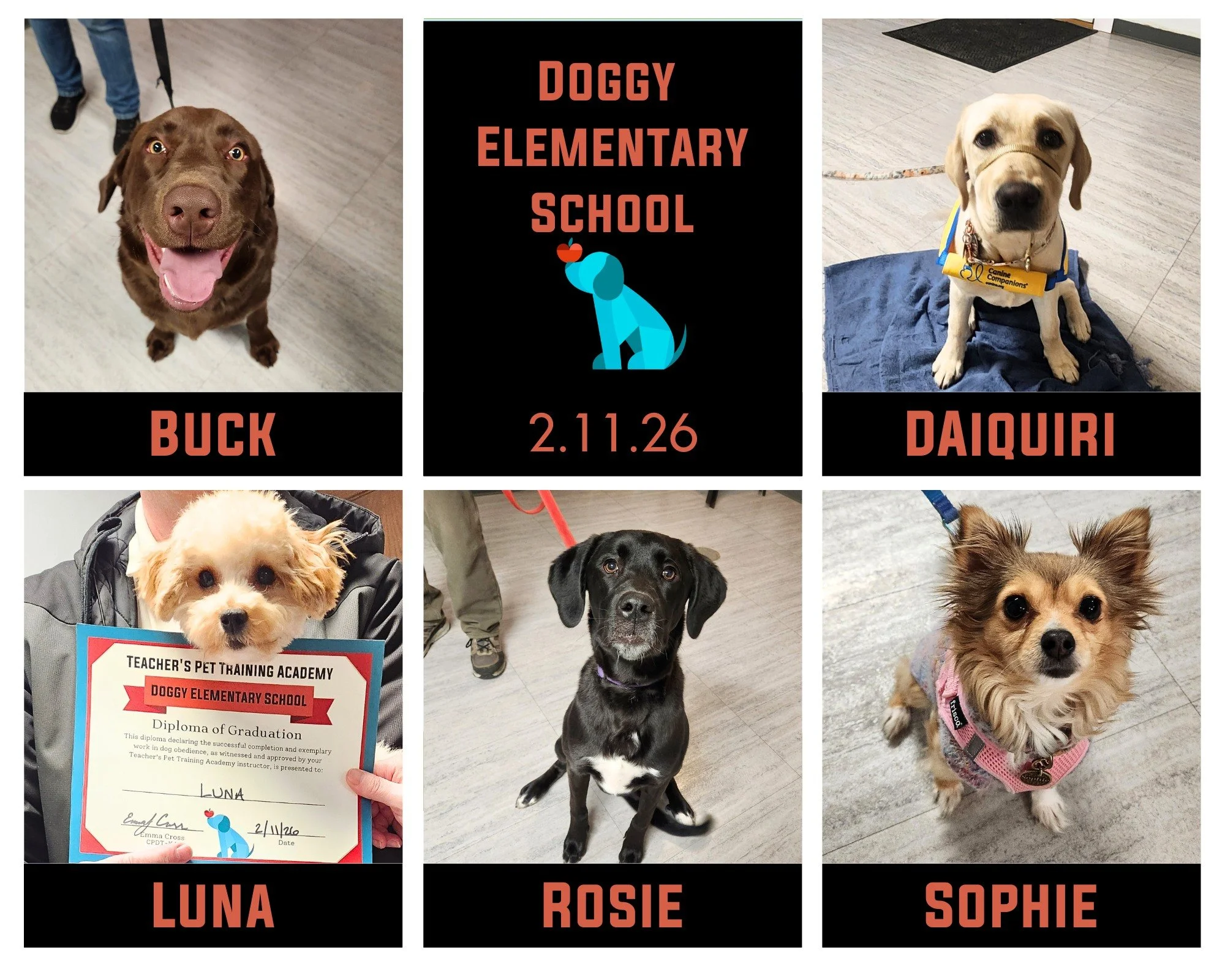 Buck, Daiquiri, Luna, Rosie, and Sophie finished their Doggy Elementary School at Prairie Pawz this week! Though most weeks of class were bitterly cold, these cuties were so heartwarming! They and their pawrents worked on building attention in new si