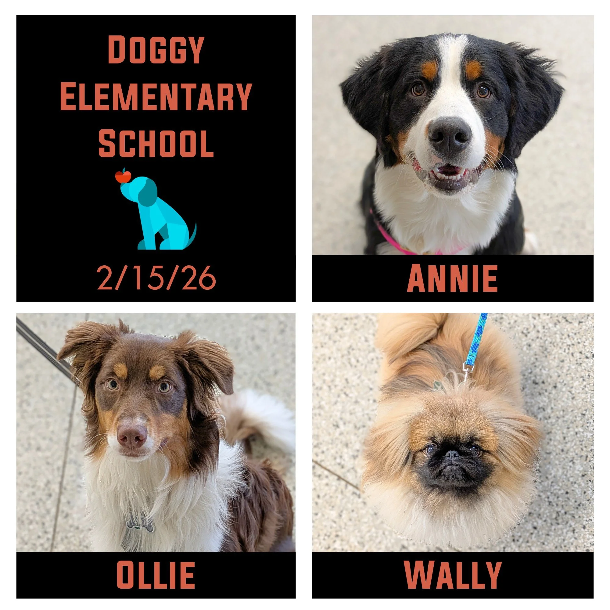 It was graduation day for 3 classes today!  First up is our Doggy Elementary School. 🎓  Annie, Ollie, Wally, and Wilson (not pictured) showed up to their classes with enthusiasm to learn and smiles on their faces!  Their adorable antics made everyon