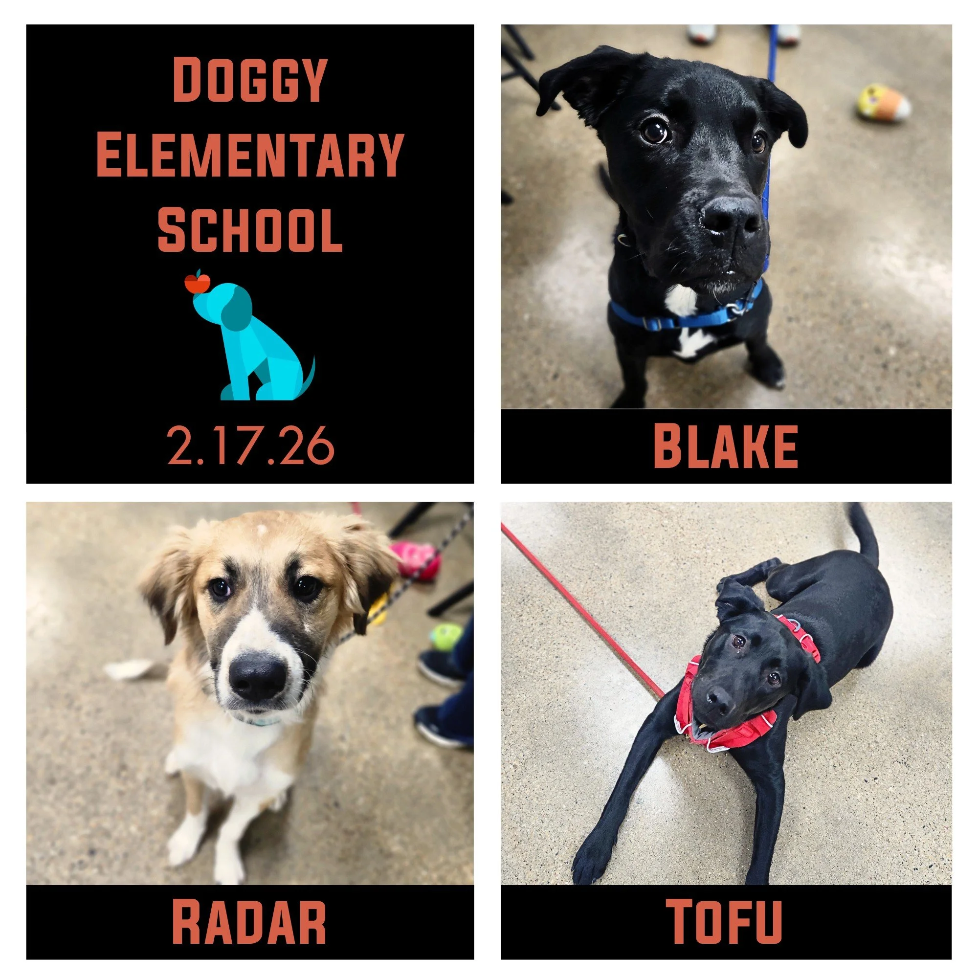 Blake, Radar, Tofu, &amp; Geri (who homeschooled for grad week) finished their Doggy Elementary School on Tuesday night! We had a great time with this group of teenagers who were equally smart &amp; goofy. They delivered smiles &amp; laughs every wee
