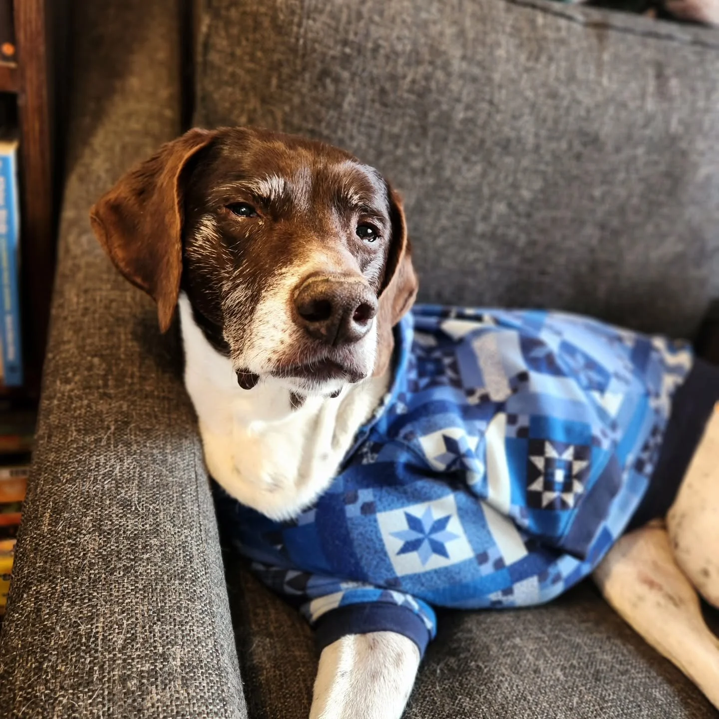 It's International TriDay (3/3 for tripawds!) so of course Emma needs to take a moment to recognize her best tripawd boy, Copper. Copper's road has not been an easy one, but with adjustments to his routine and the way he accesses things (steps, high 