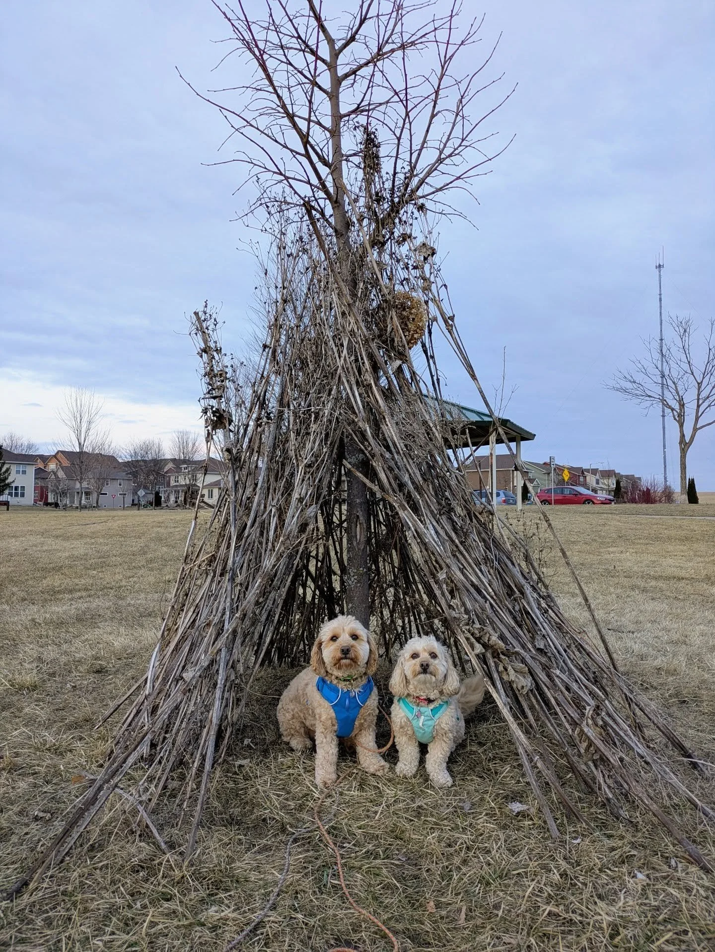 This past Wednesday Ruby and Cooper took a break during their session with Sarah after seeing a bunch of dogs in quick succession and doing well to pose with someone's new creation at the park we were at! 😍😍 They then saw more dogs and handled them