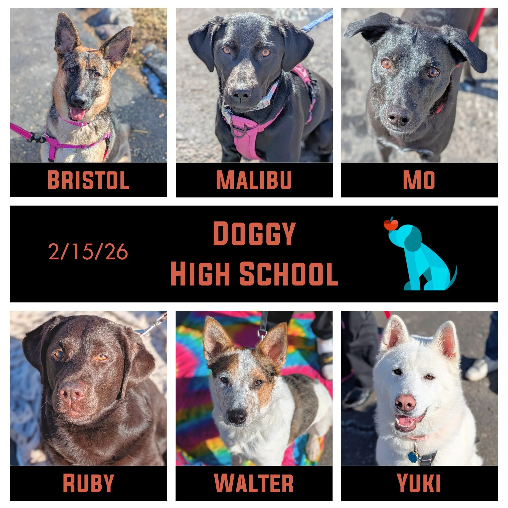 Now announcing our 12pm Doggy High School graduates!! 🥳🎓 Congratulations to Bristol, Malibu, Mo, Ruby, Walter, Yuki, and their families!  These kiddos are the definition of work hard, play hard.  They rocked their skills, progressed throughout the 